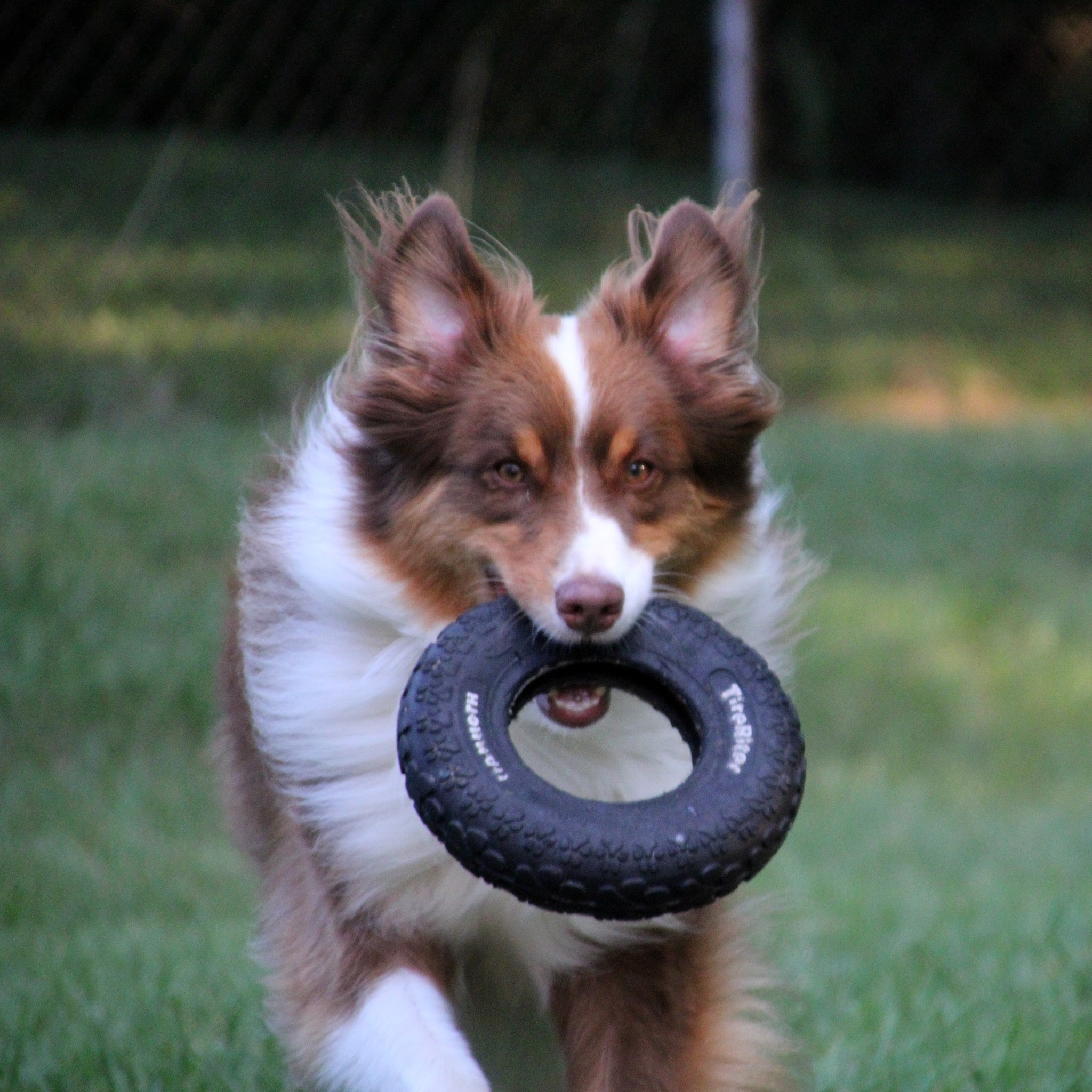Do More With Your Dog! Group | **Help, for the Novice Stunt Dog routine ...