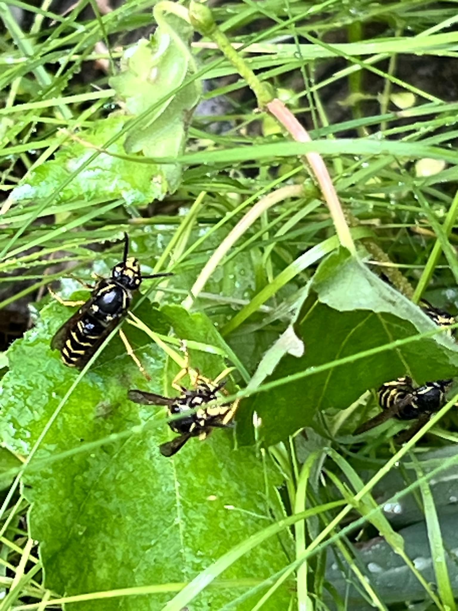 UN —under nest— What are these? They have a nest underground by our oil tank!