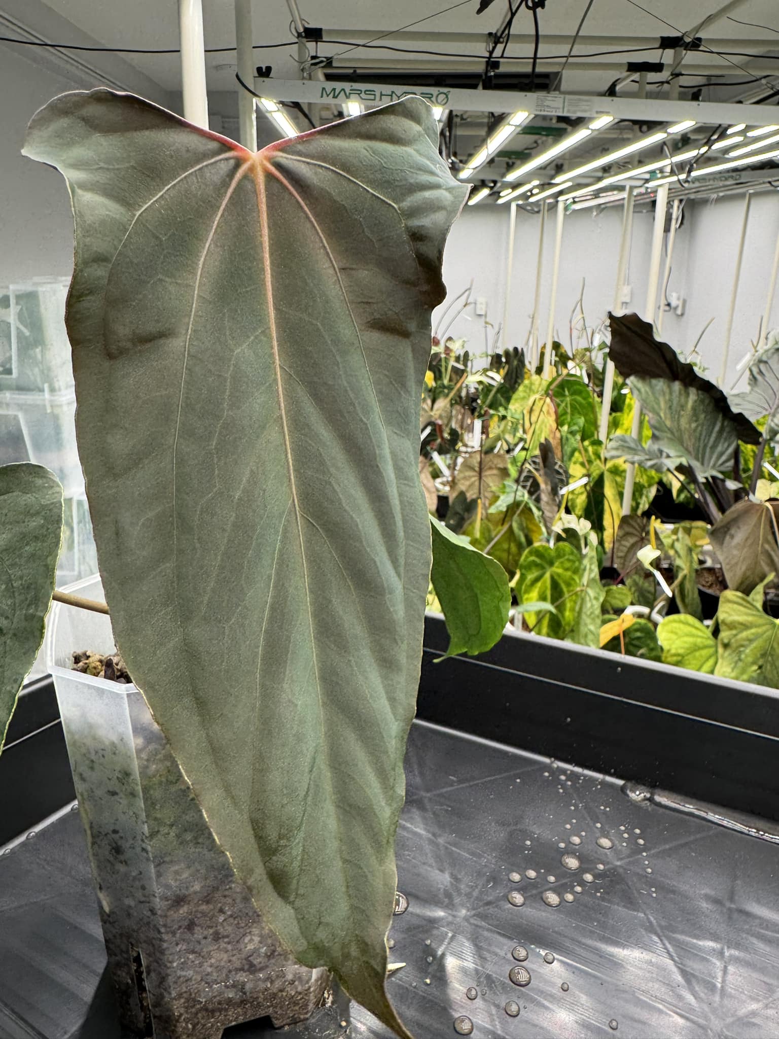 Anthurium RVDP x Ralph Lynam??