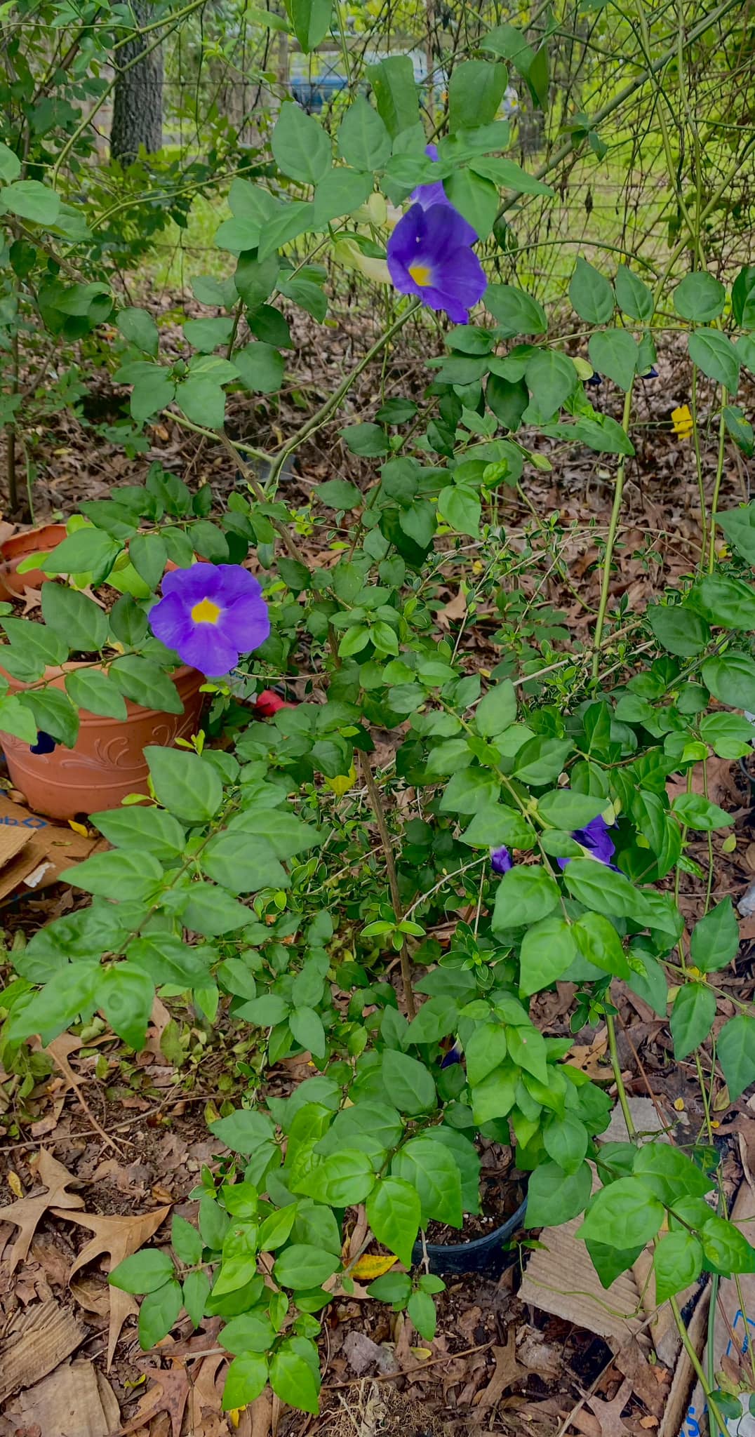king's mantle from c lippings Thunbergia erecta, or mantle, grows into a beautiful bush Colorado Mobile IV Therapy