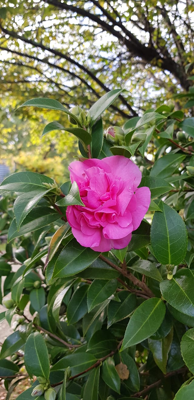 A chilly surprise for our first camellia of the season…