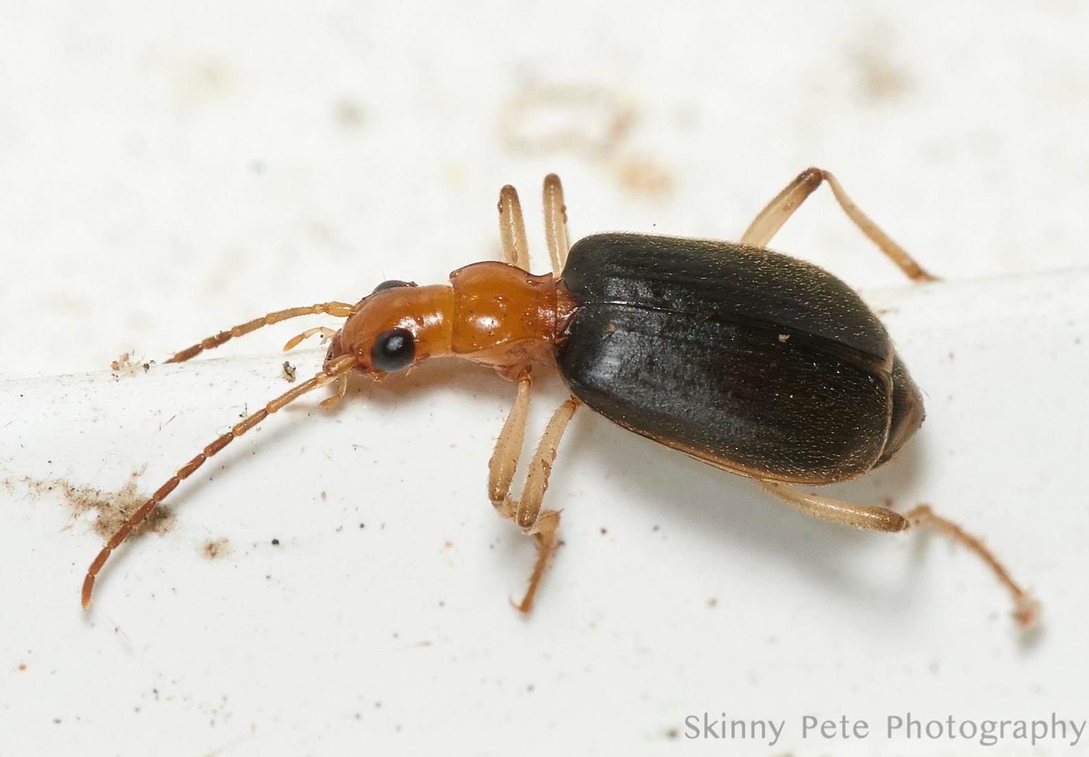 Are these two Bolbocerastes beetles different species? | McNeal, AZ