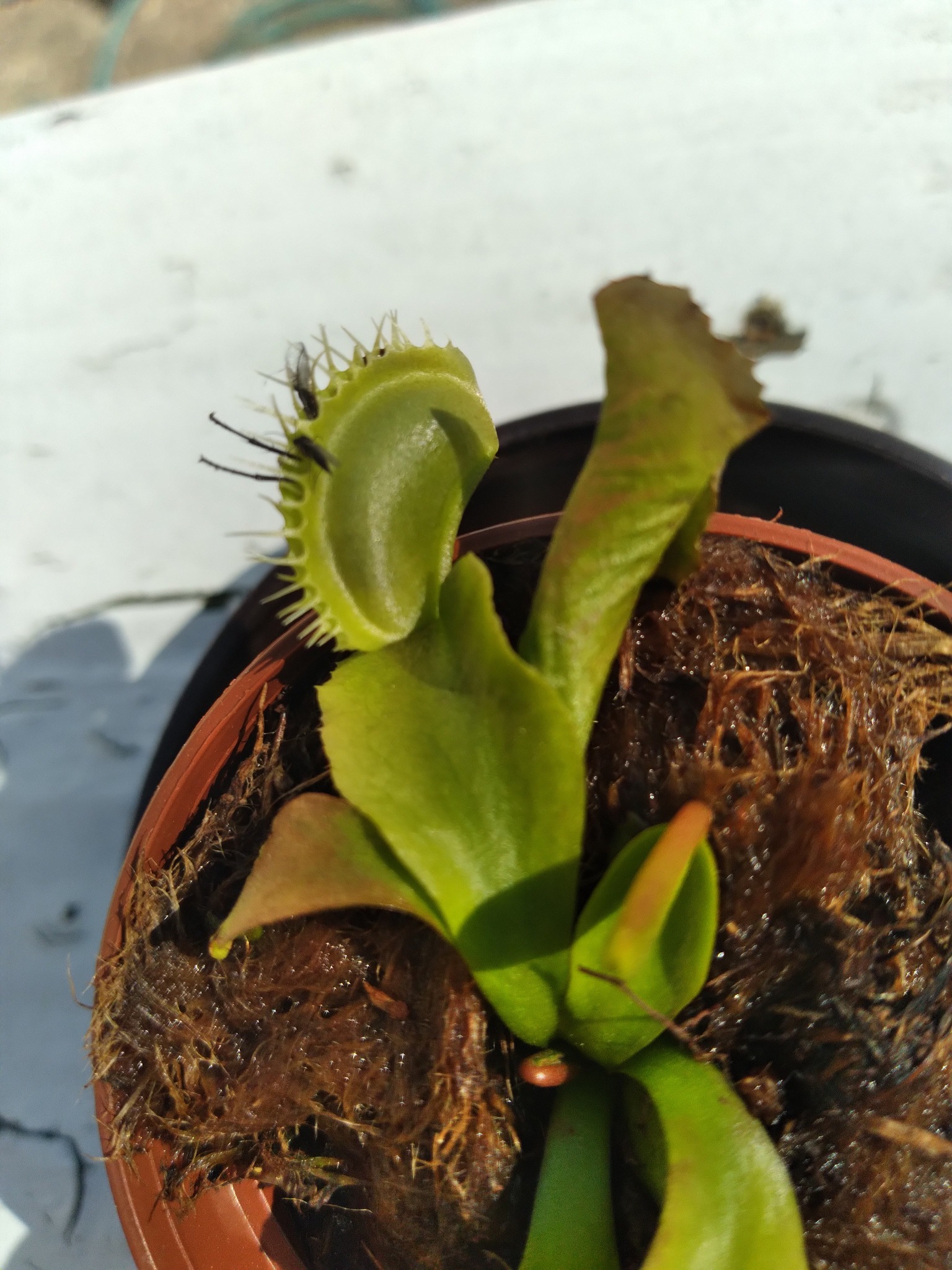 Can Scotts Disease Ex help enlarged and strengthen Venus flytrap?