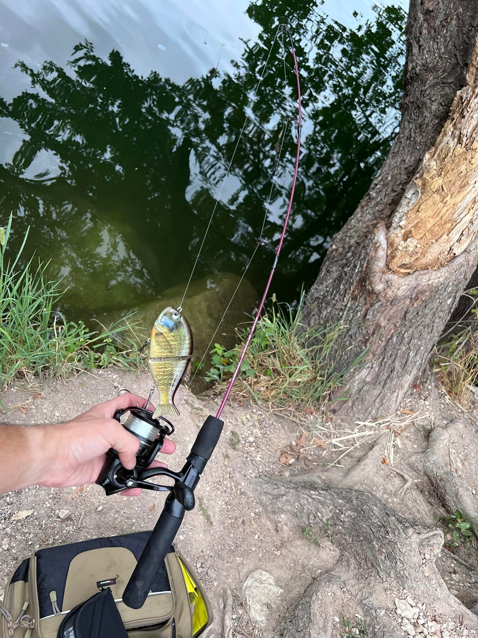 dot demon fish pole Zebco Dock Spinning Reel or Spincast Reel and Fishing Rod Combo, 30-Inch Durable Fiberglass Rod, QuickSet Anti-Reverse Fishing Reel SKU 61074813 Zebco Dock Demon 30