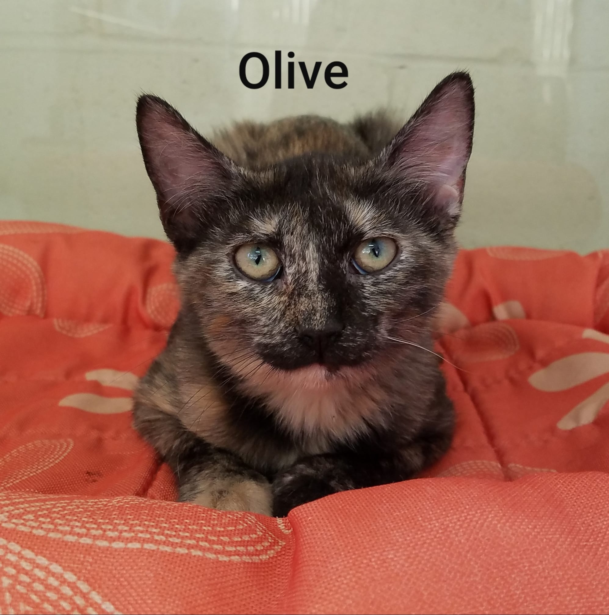 What does OLC mean on the ship list to the adoption center?