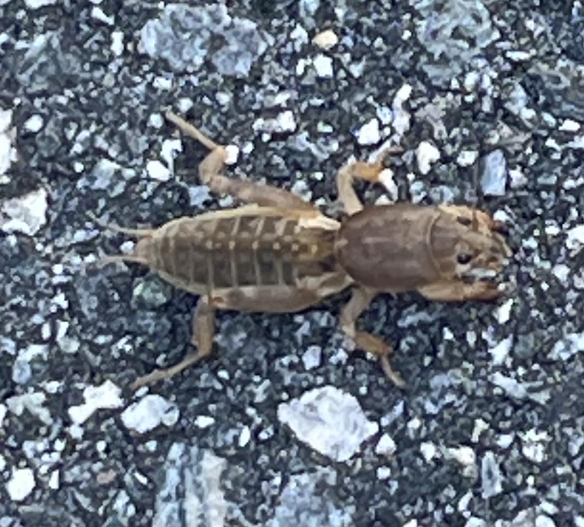 What is this jumping insect in Spring Hill, Florida?