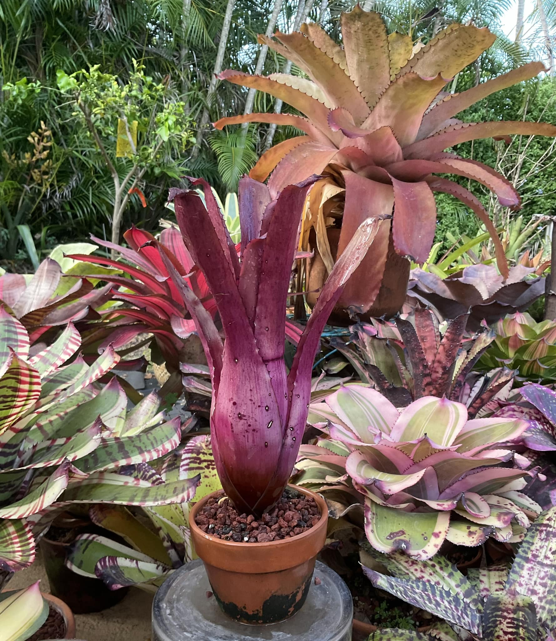 Hohenbergia lemei, lemei hybrids, and xHohenmeas