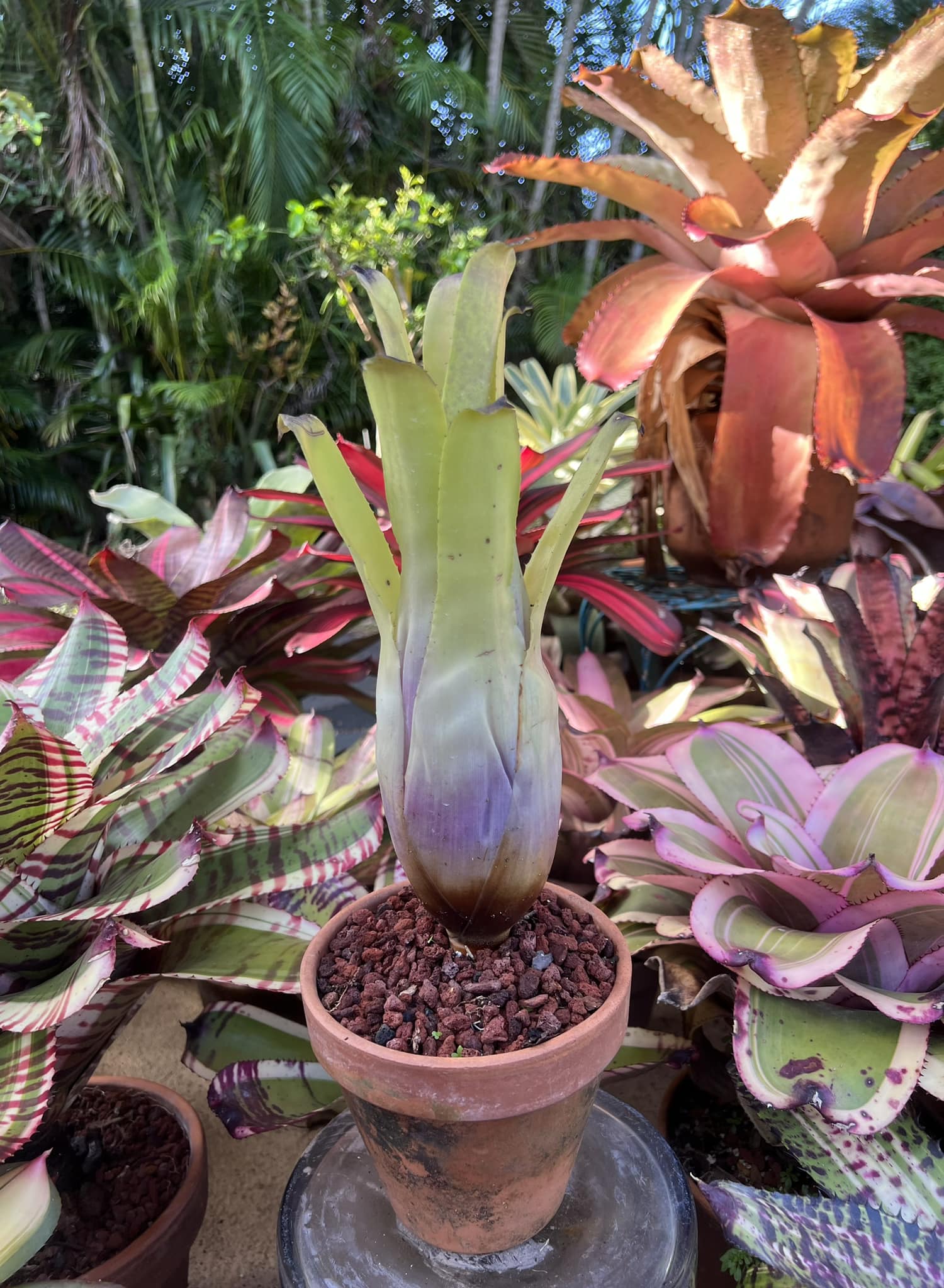 Hohenbergia catingae var eximbricata.