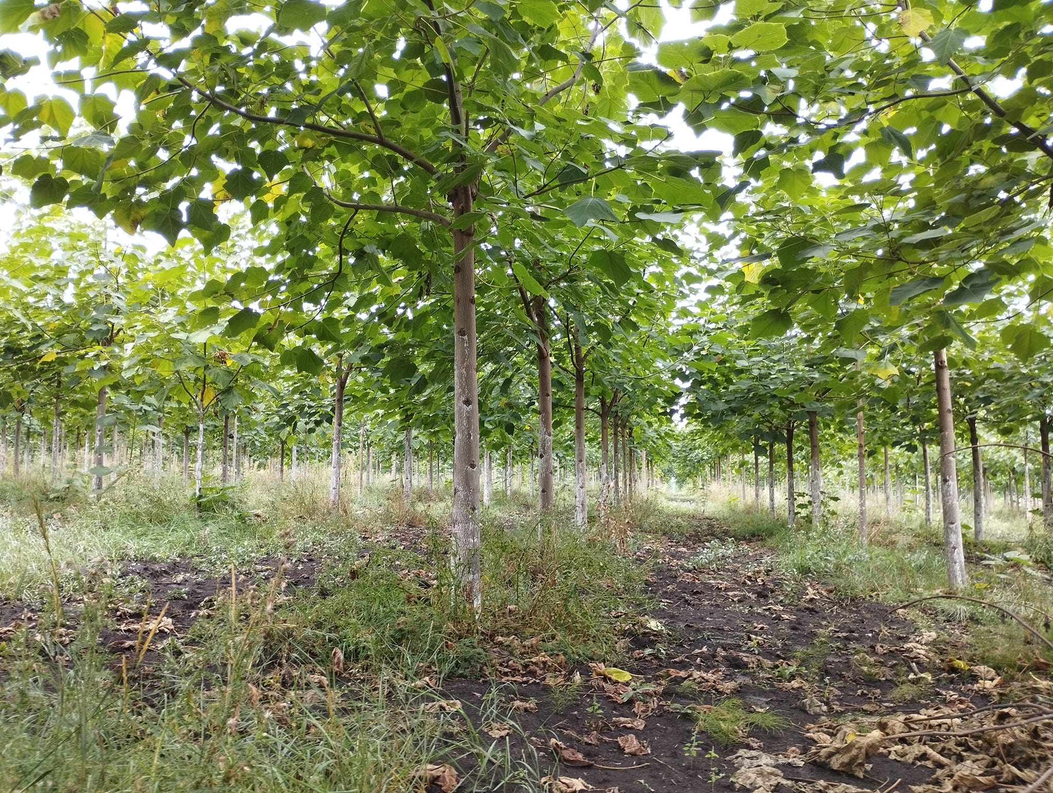 Portal Cool 100 Semi Di Paulownia Elongata, Paulownia Elongata, Seme, C