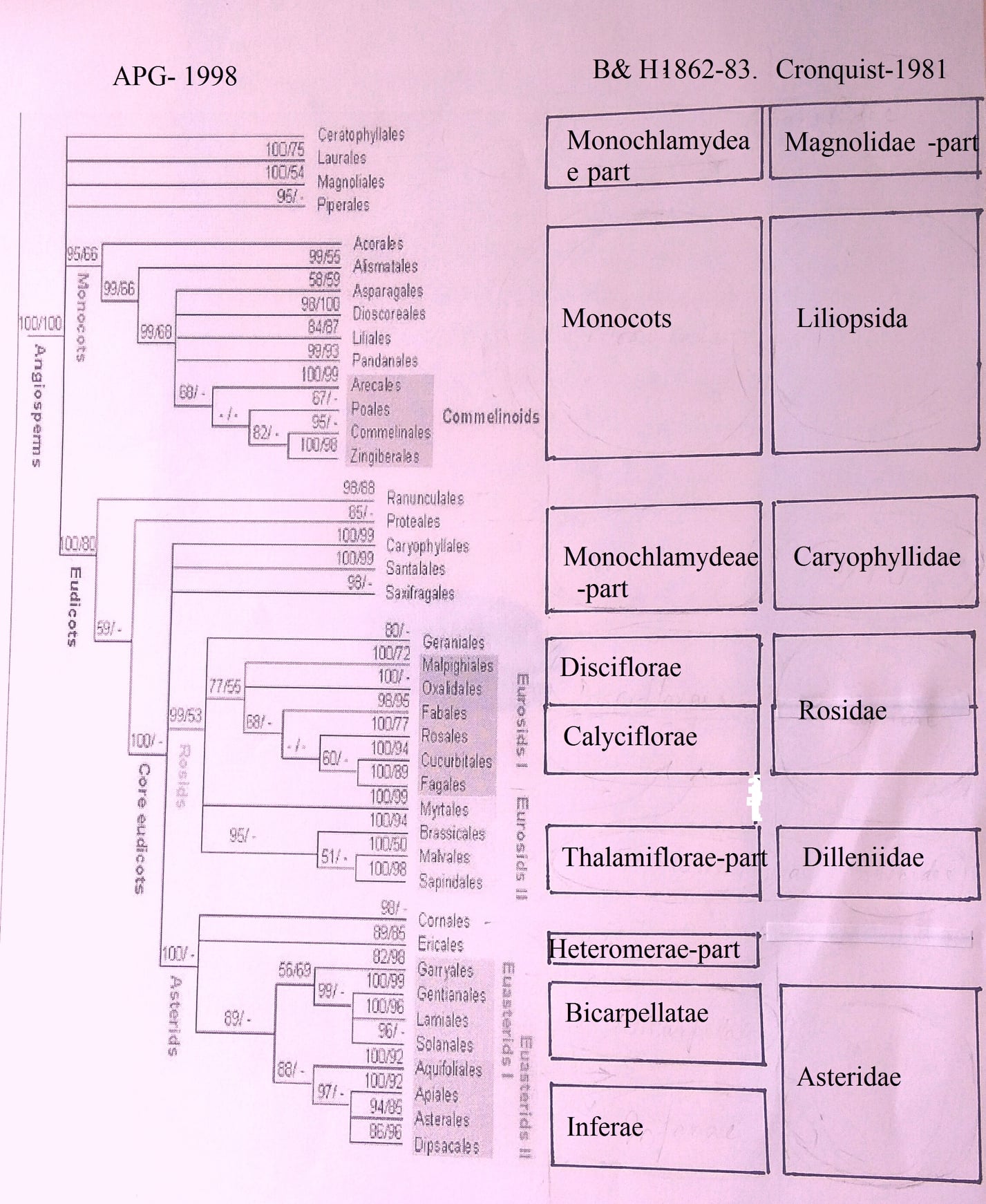 Mammen - **A brief comparison of APG (1998), Bentham and Hooker’s and ...