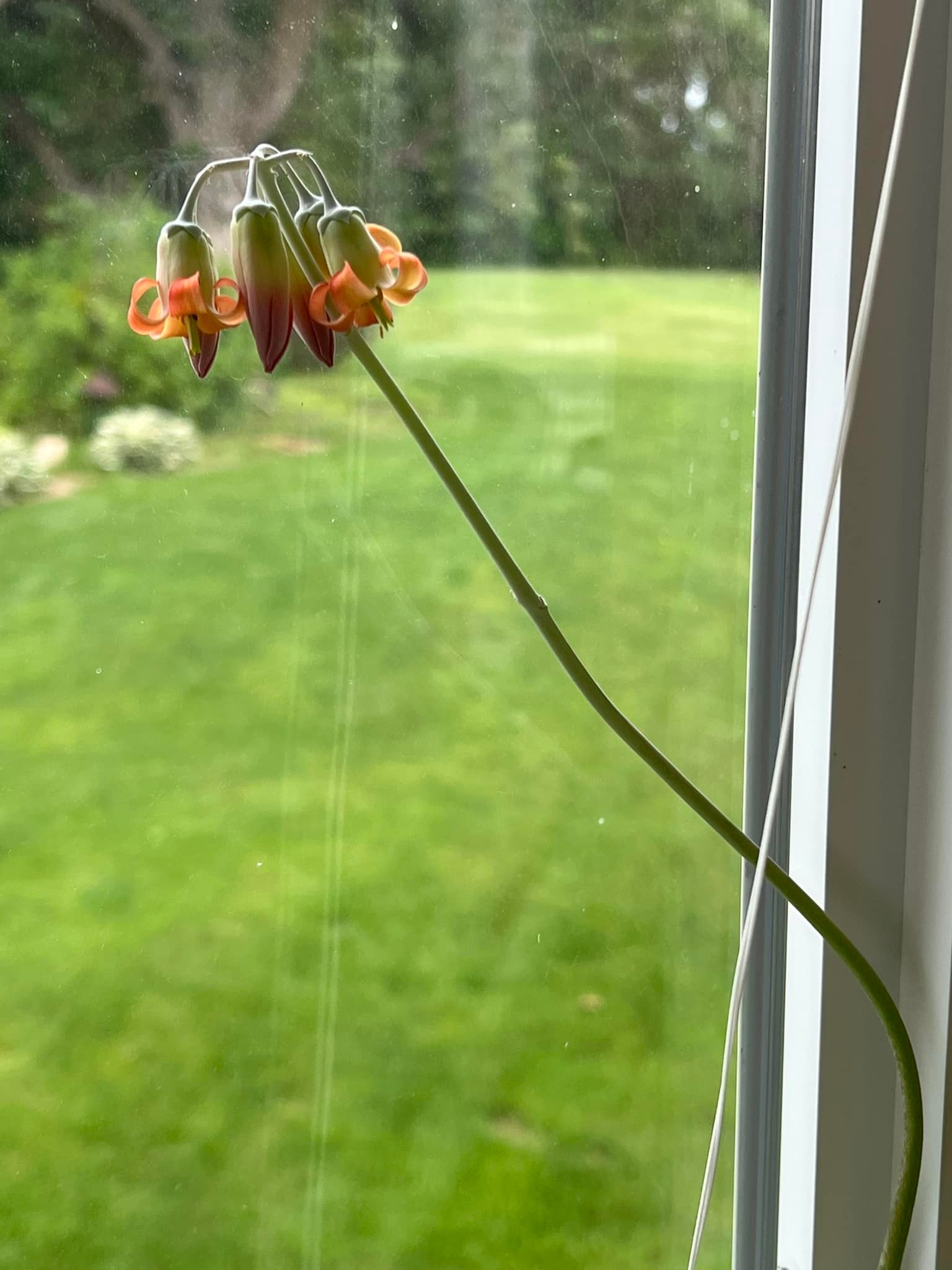 Is this a plant or a flower?” 🌿🌸