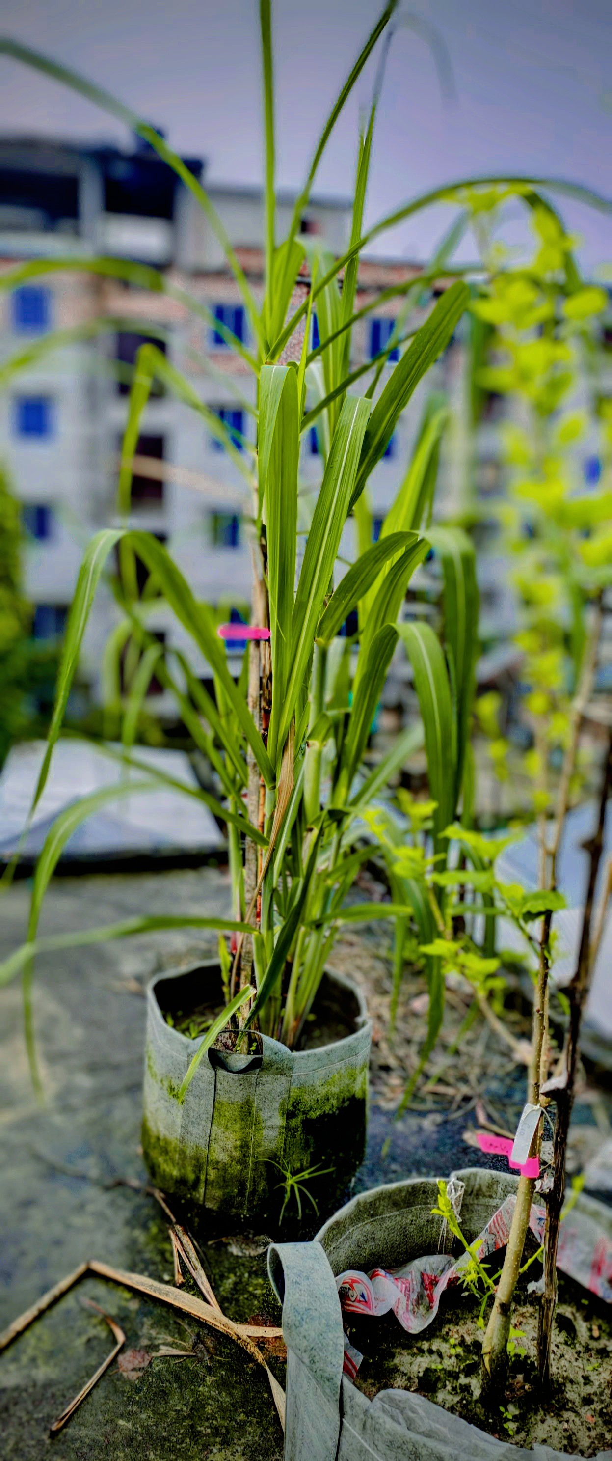 Check out this amazing 17231 Sugarcane Variety! 🌾 I'm so excited