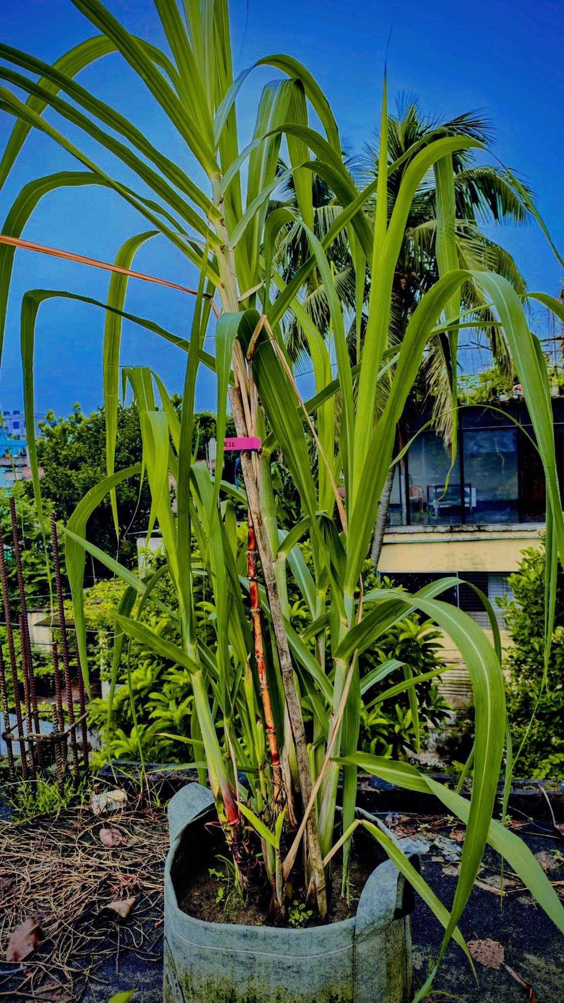 Check out this amazing 17231 Sugarcane Variety! 🌾 I'm so excited