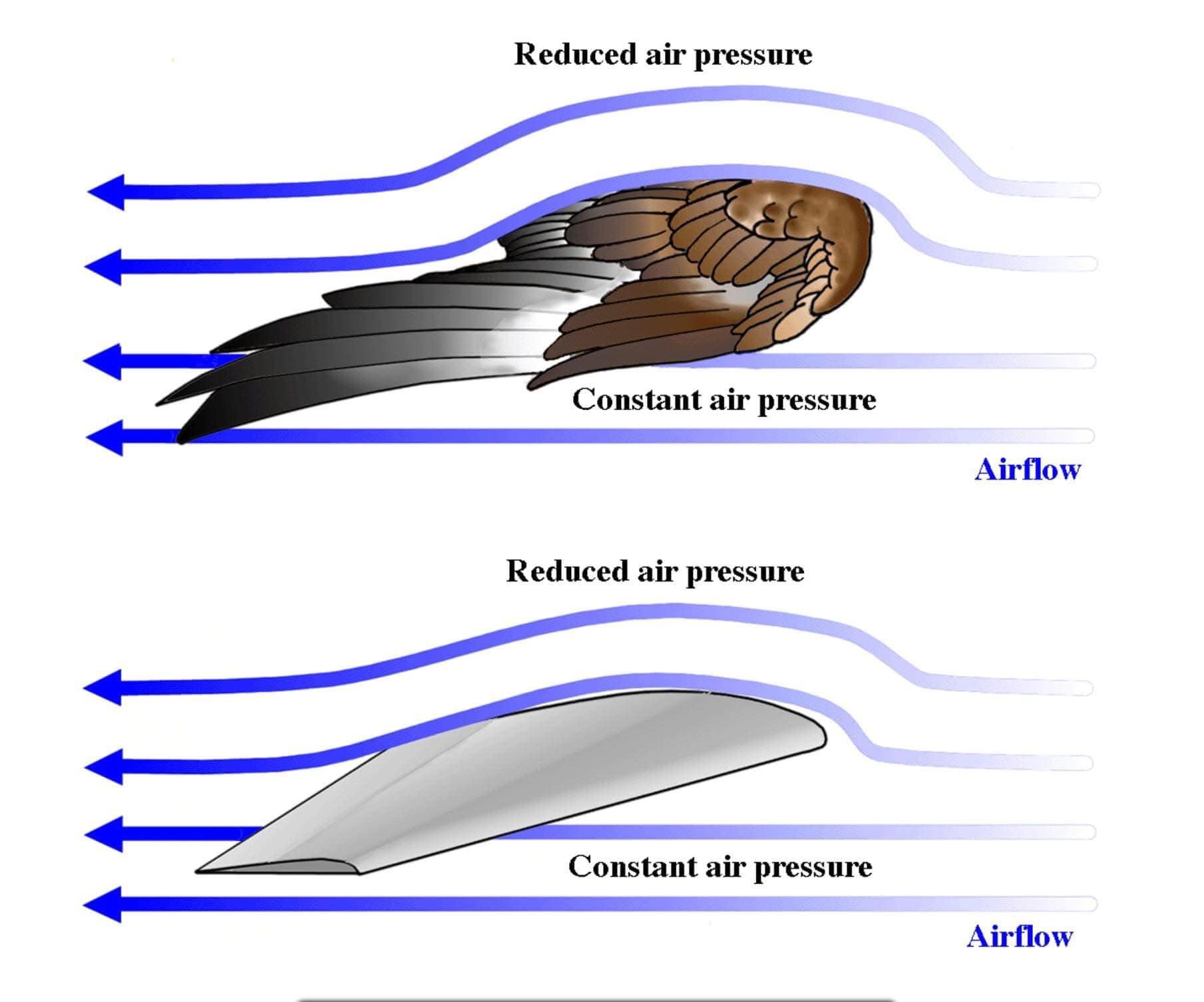 Tilaye - Aerodynamics of Birds ================= This diagram ...