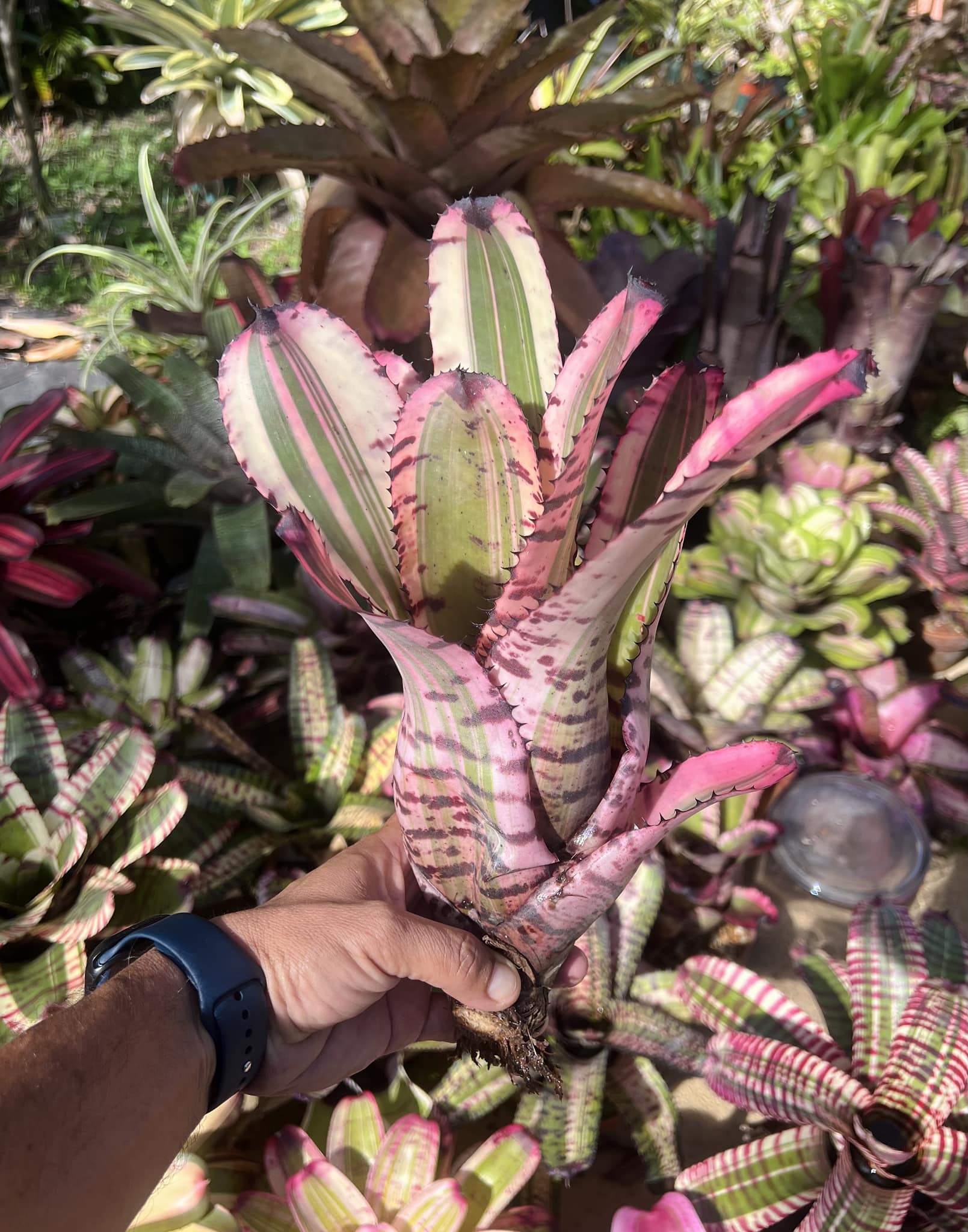 Neoregelia “Strike Force” by Skotak