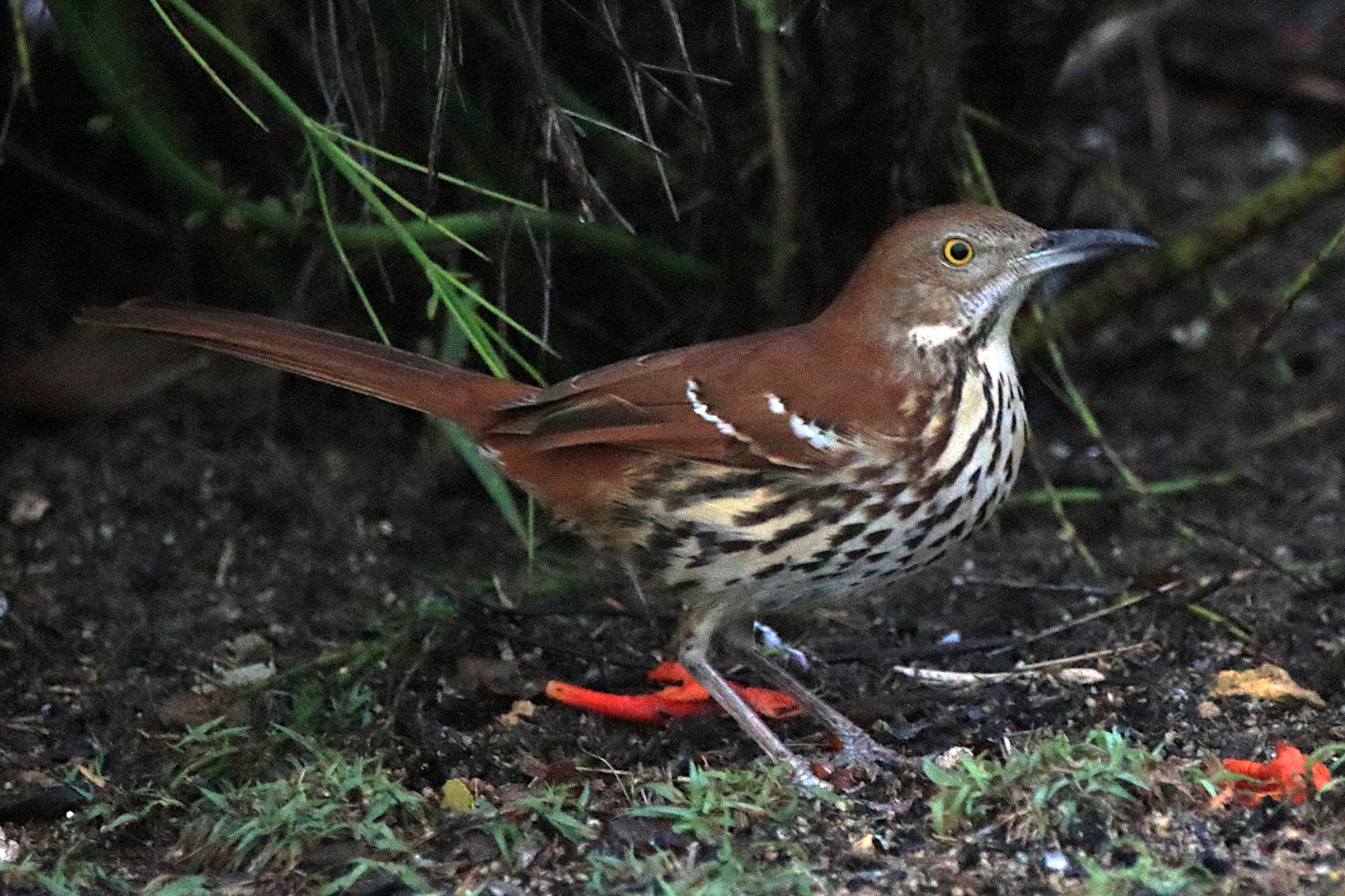Brown Thrasher…first time at the feeder ❤️ Cape Coral, Florida