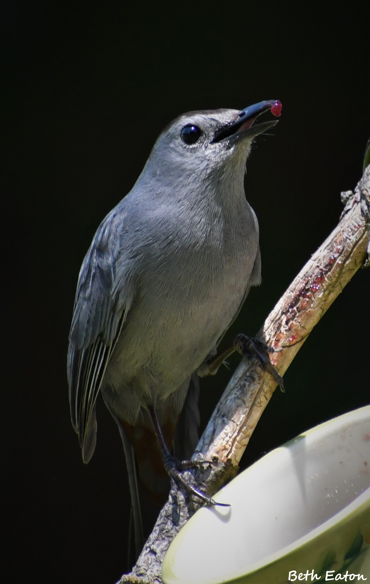 Birds in New Hampshire know where the best jelly is