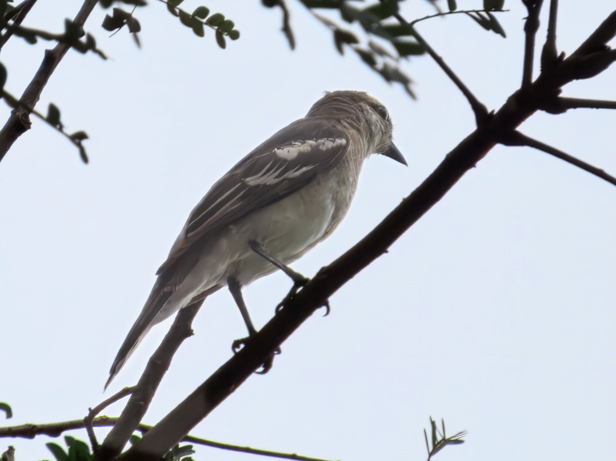 在双溪布洛湿地保留区访客中心Sungei Buloh Wetland Reserve Visitor 