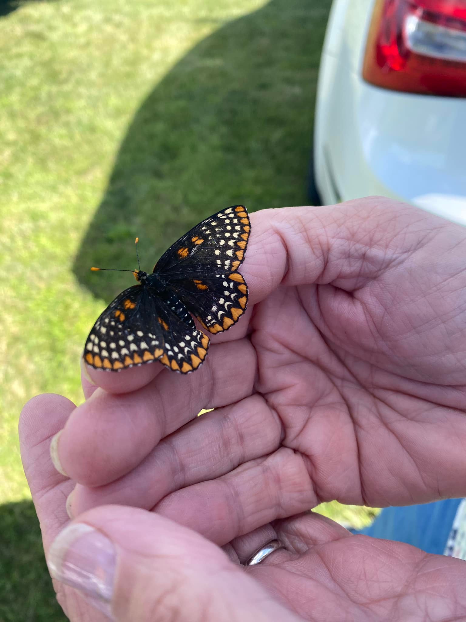 What variety of butterfly is this in Hamburg, PA?