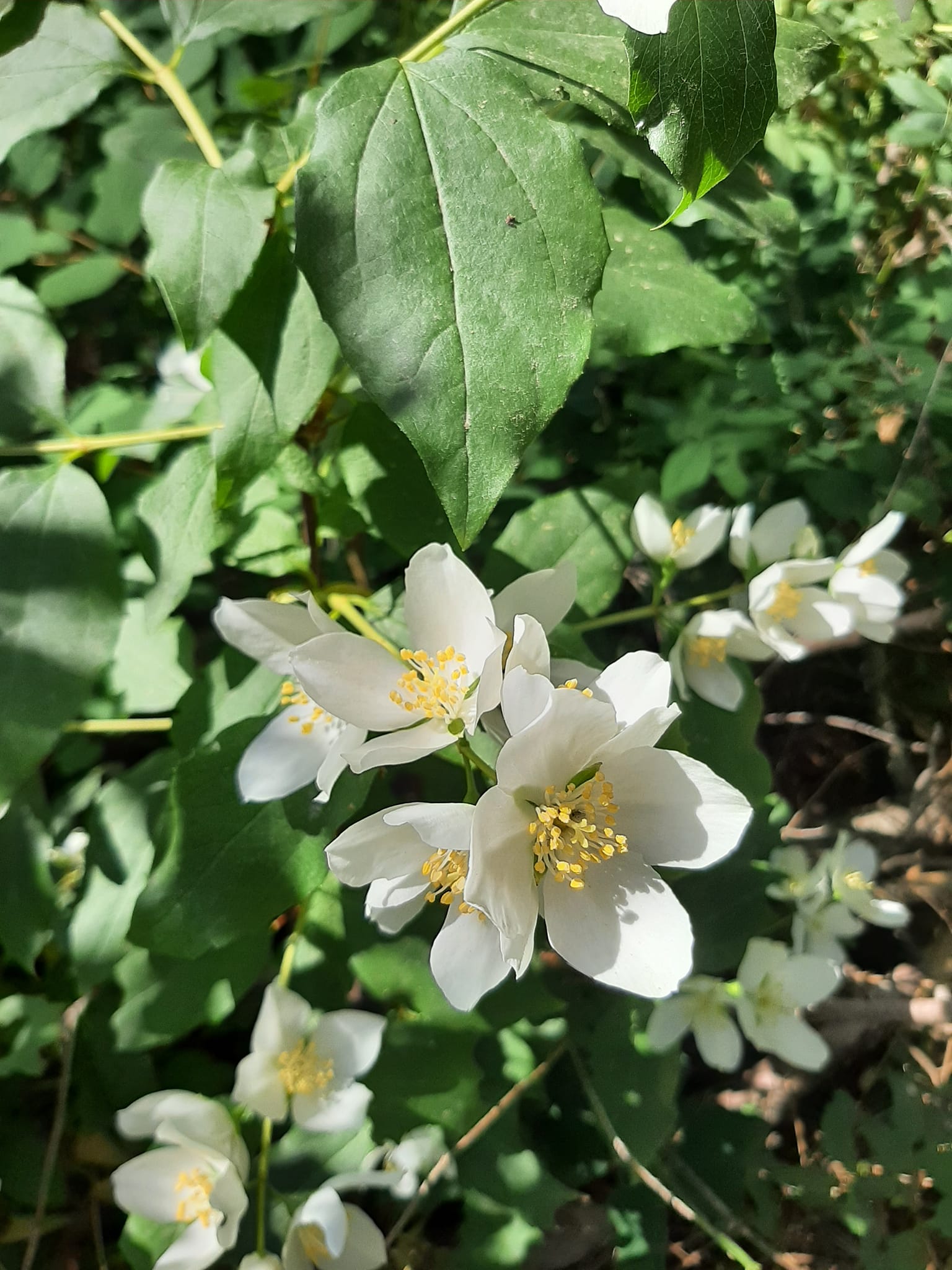Mock Orange is blooming all along Libby Creek! One of my favorites!