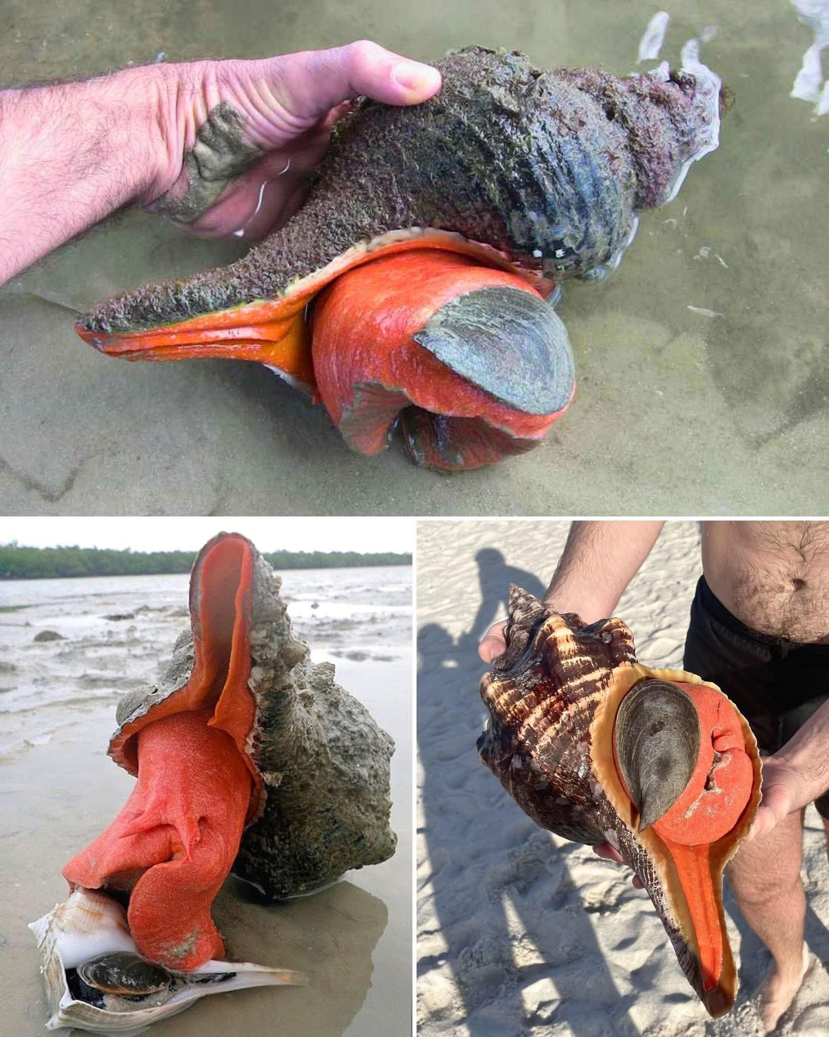 Here's my largest specimen of Goliath Conch (Lobatus