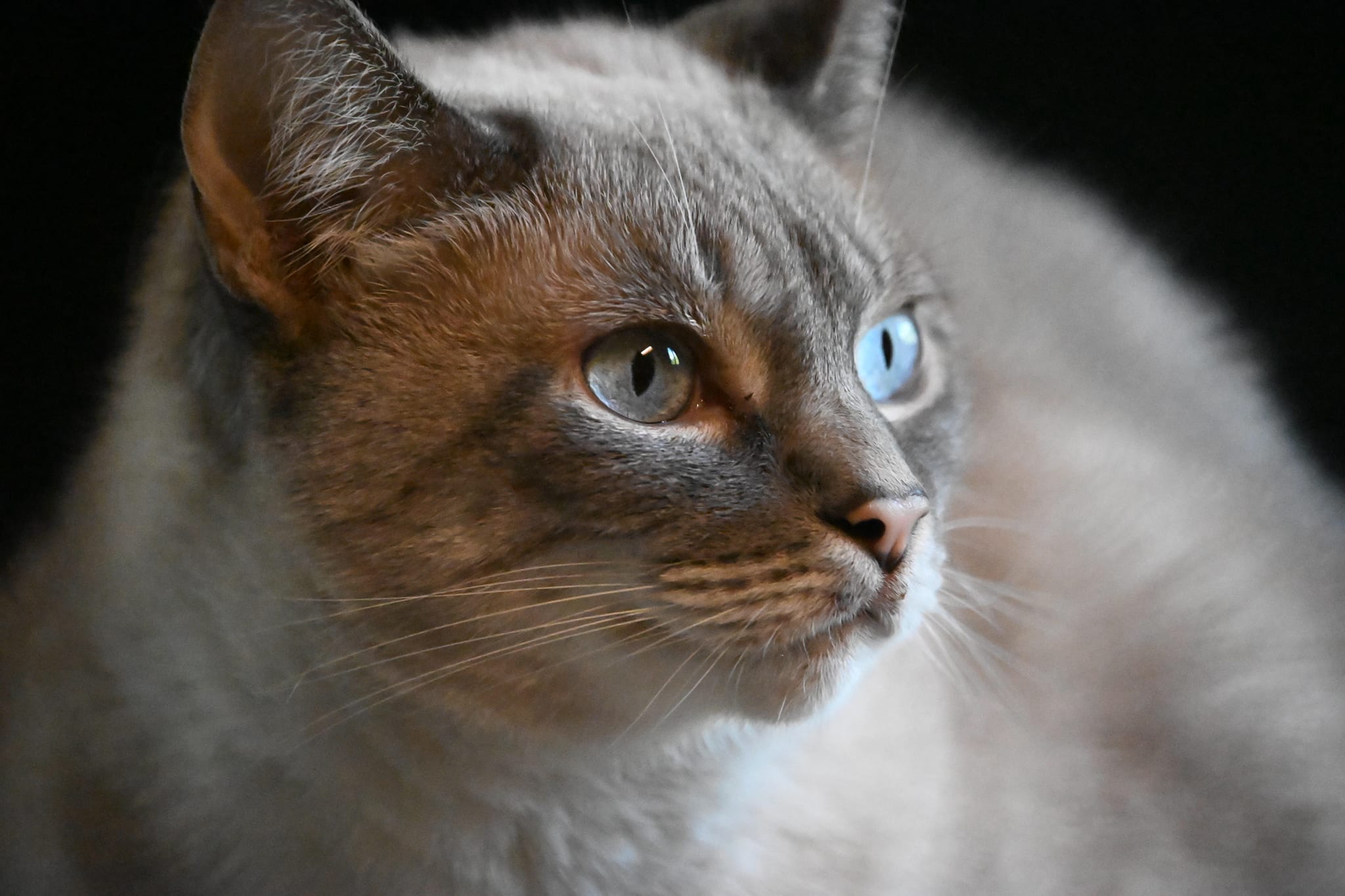 Tamron SP 55BB 500mm f/8 lens review