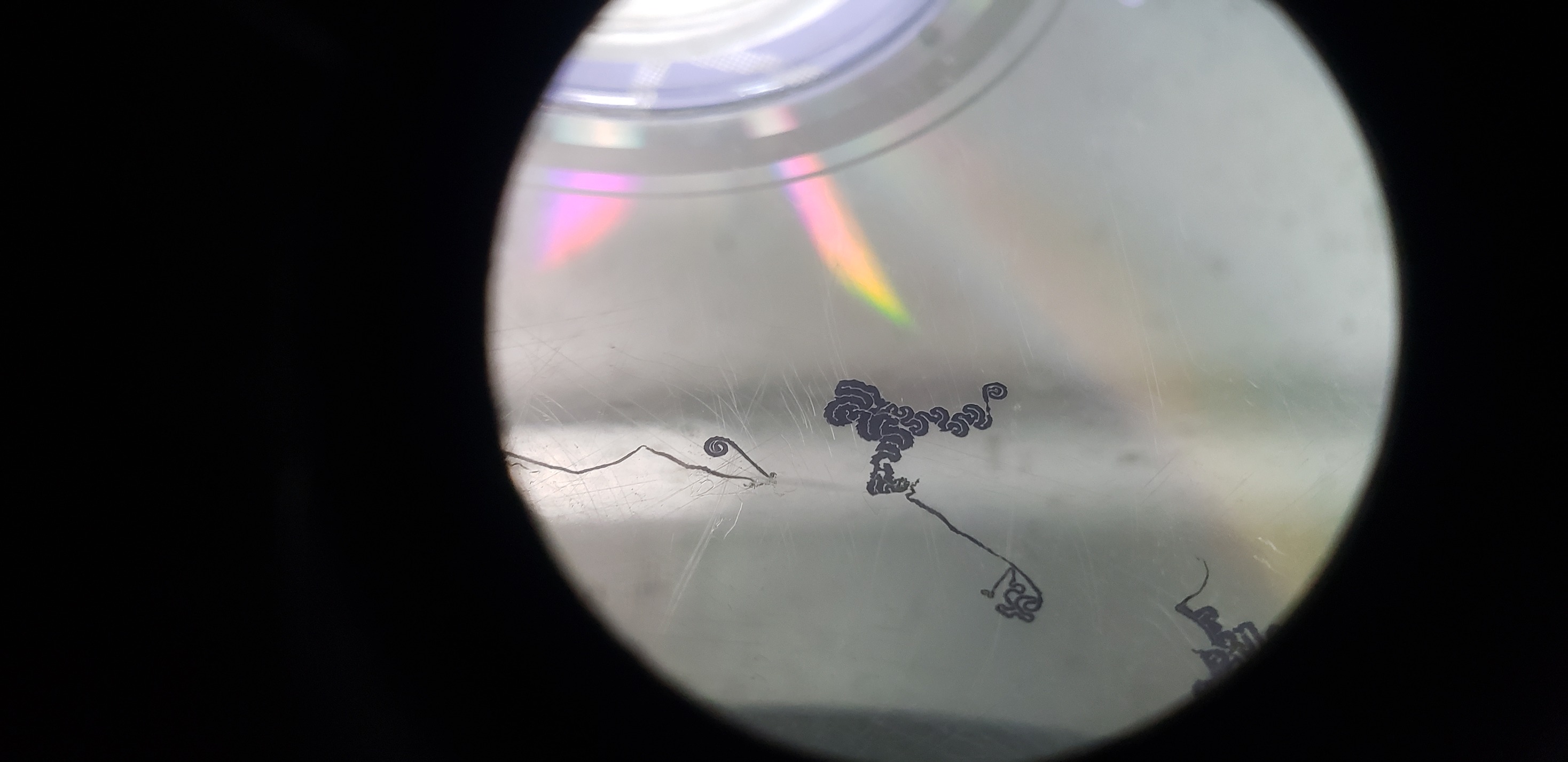 infamous disc rot , is this something alive ??