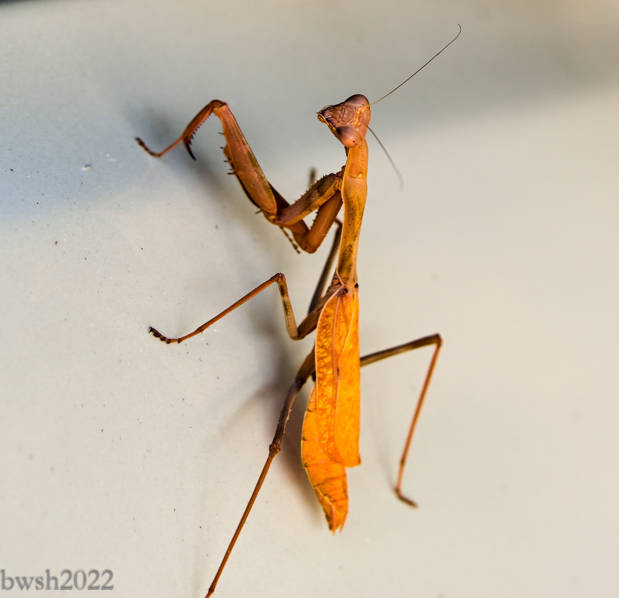 Rare praying mantis coloration found | Burbank, CA