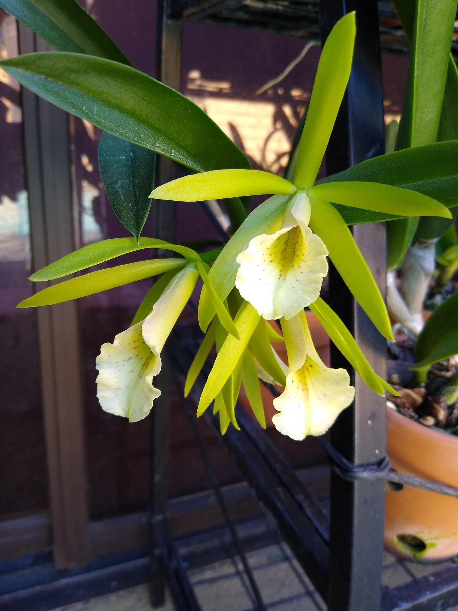 Procatavola (Pcv.) Key Lime Stars