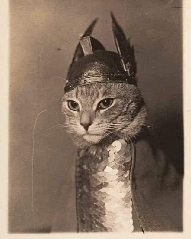 Vintage photograph of a cat in valkyrie costume from the opera Der