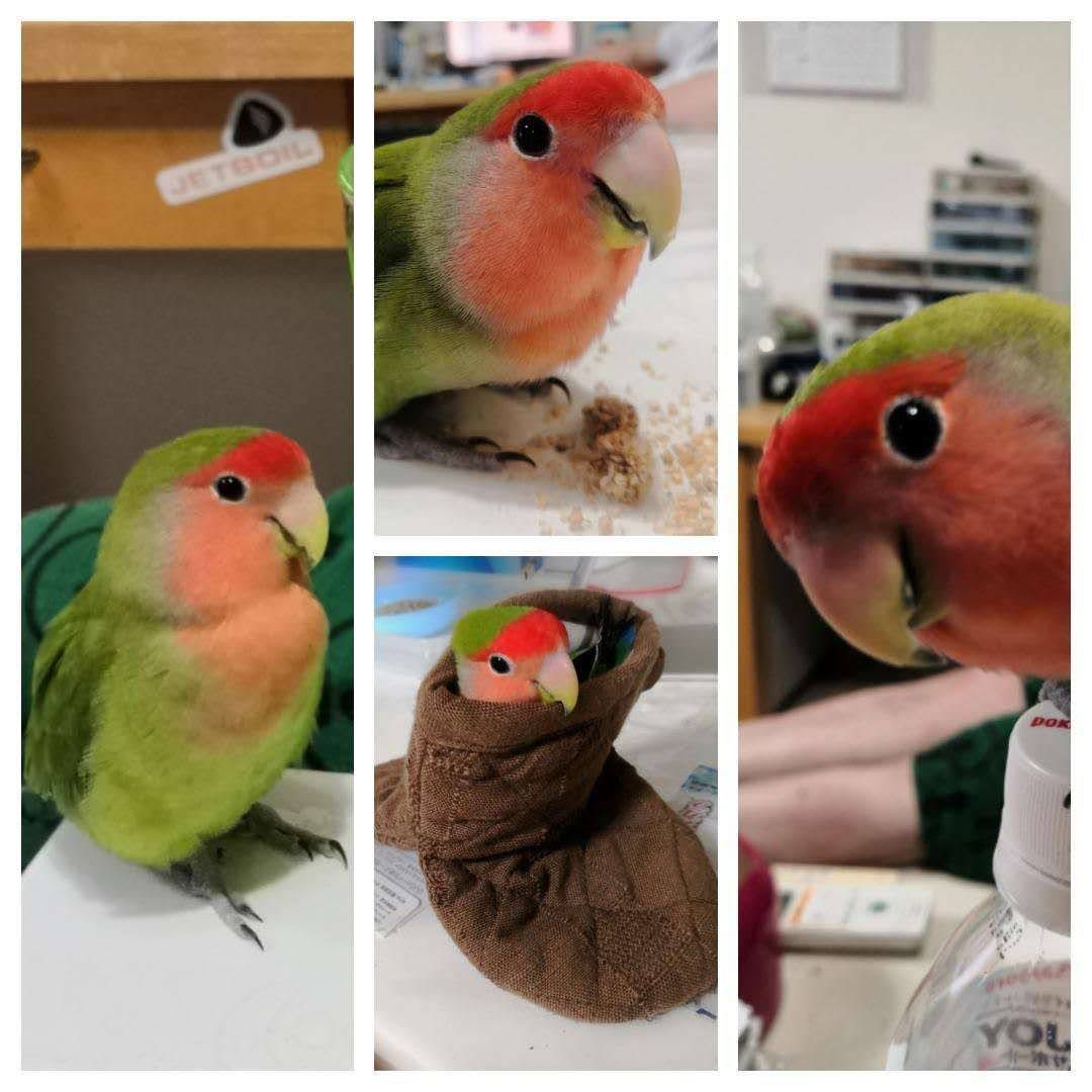 Pちゃんいろいろ