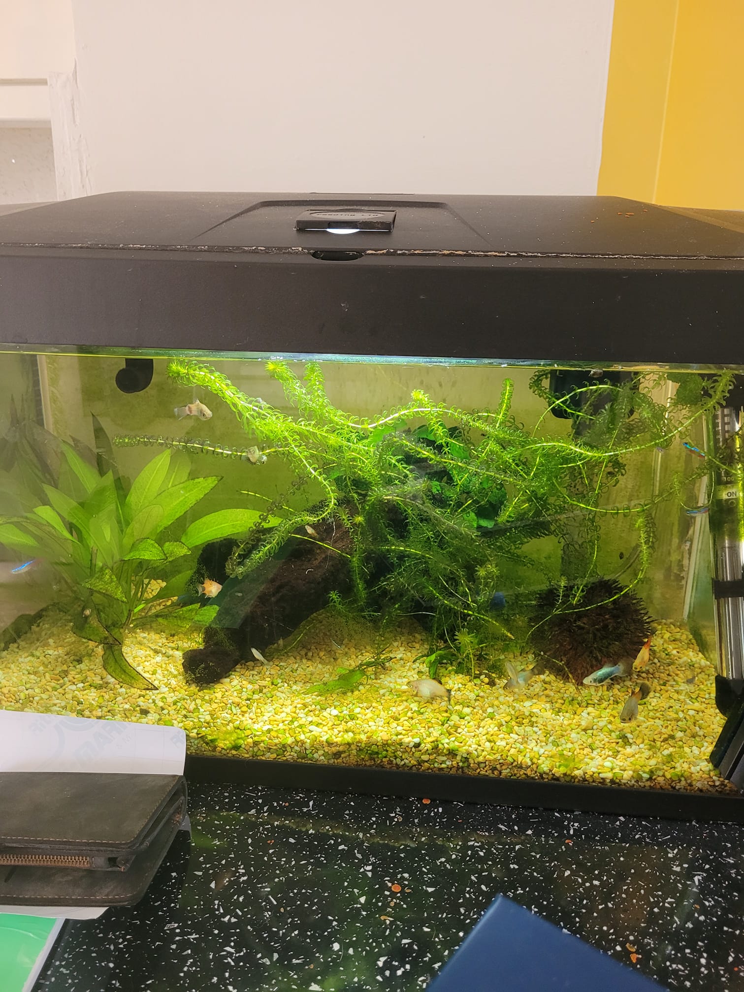 58”W x 18”D x 36”H Fish not included