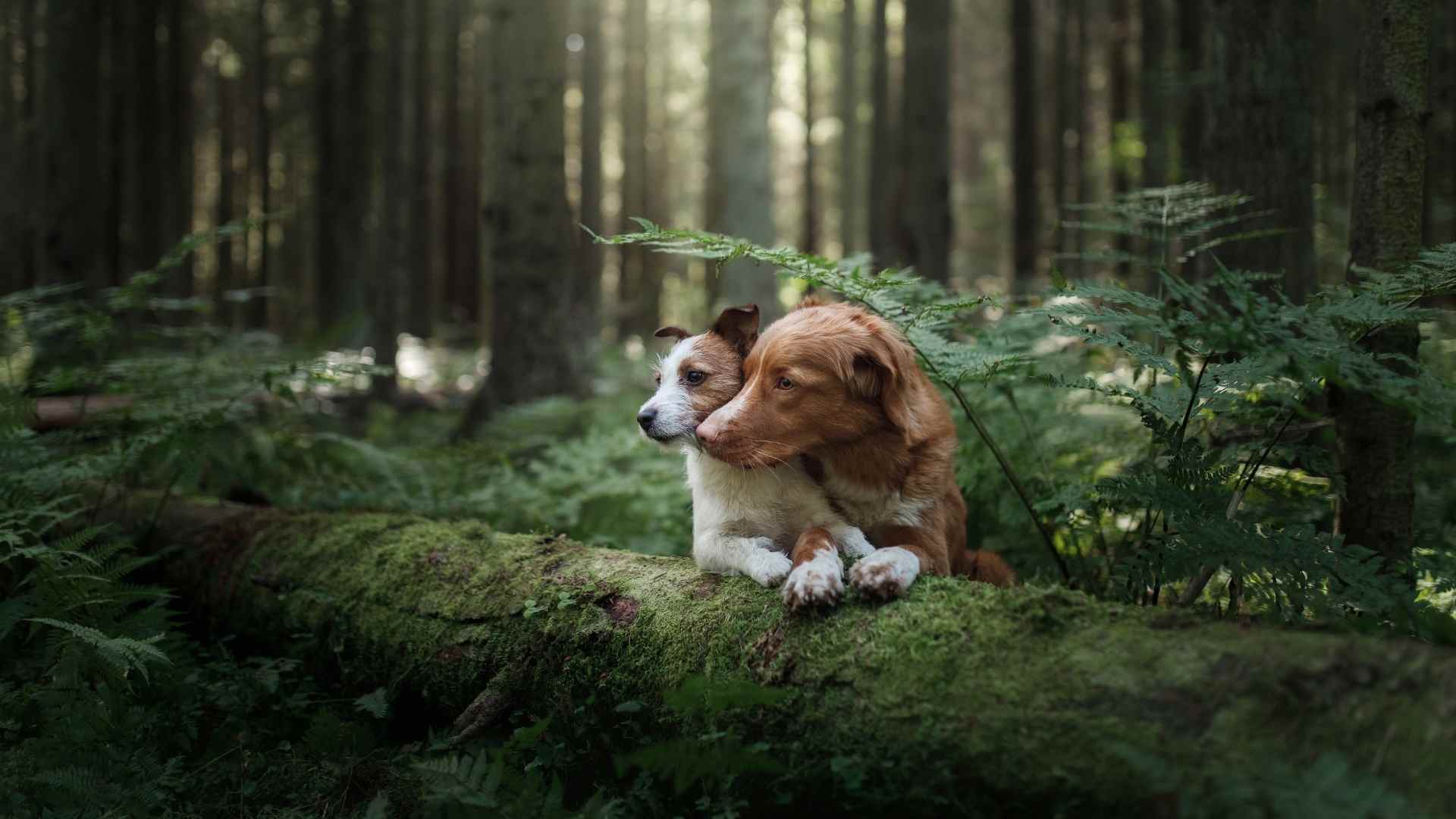 Kynos - Mon Chien au Naturel
