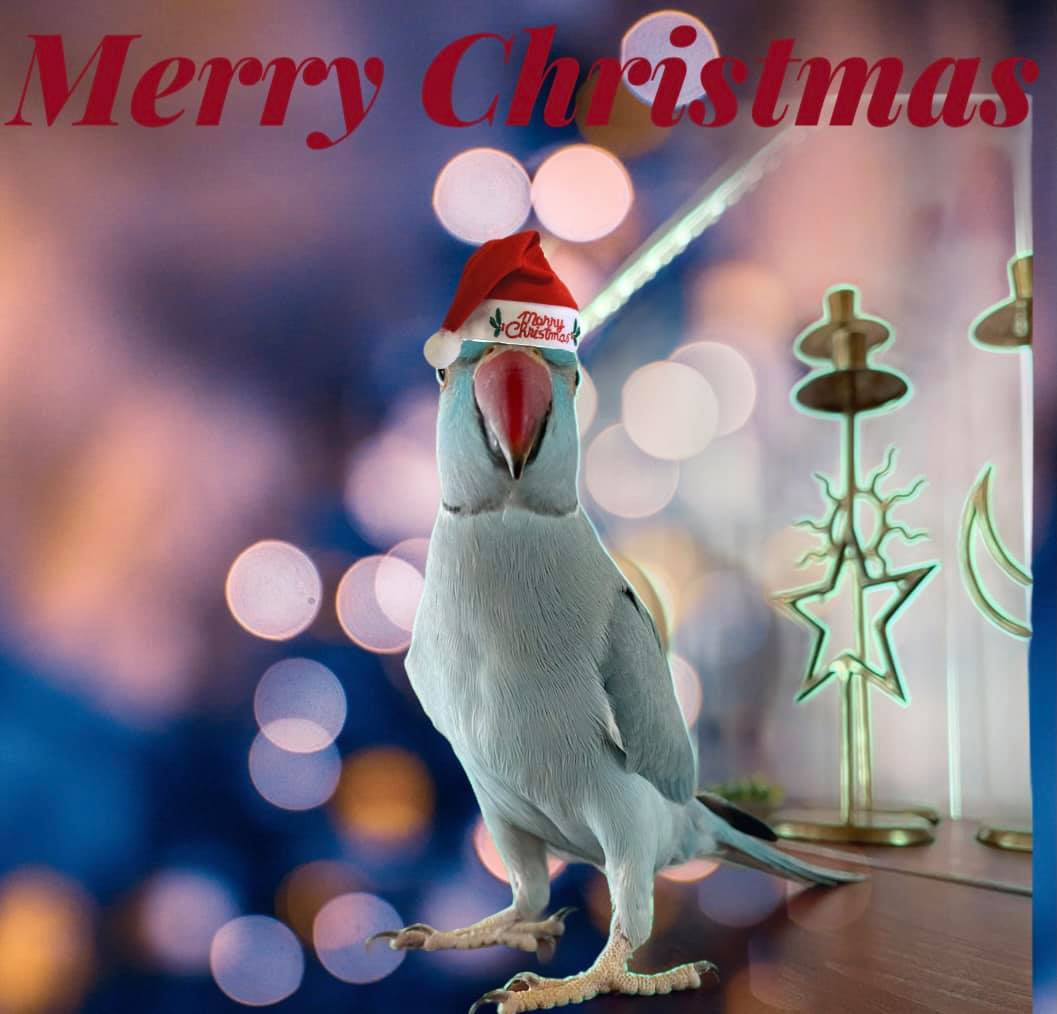 Birds of a Father  “Merry, Merry” Merry Christmas from the Bird Family! I hope you all have a