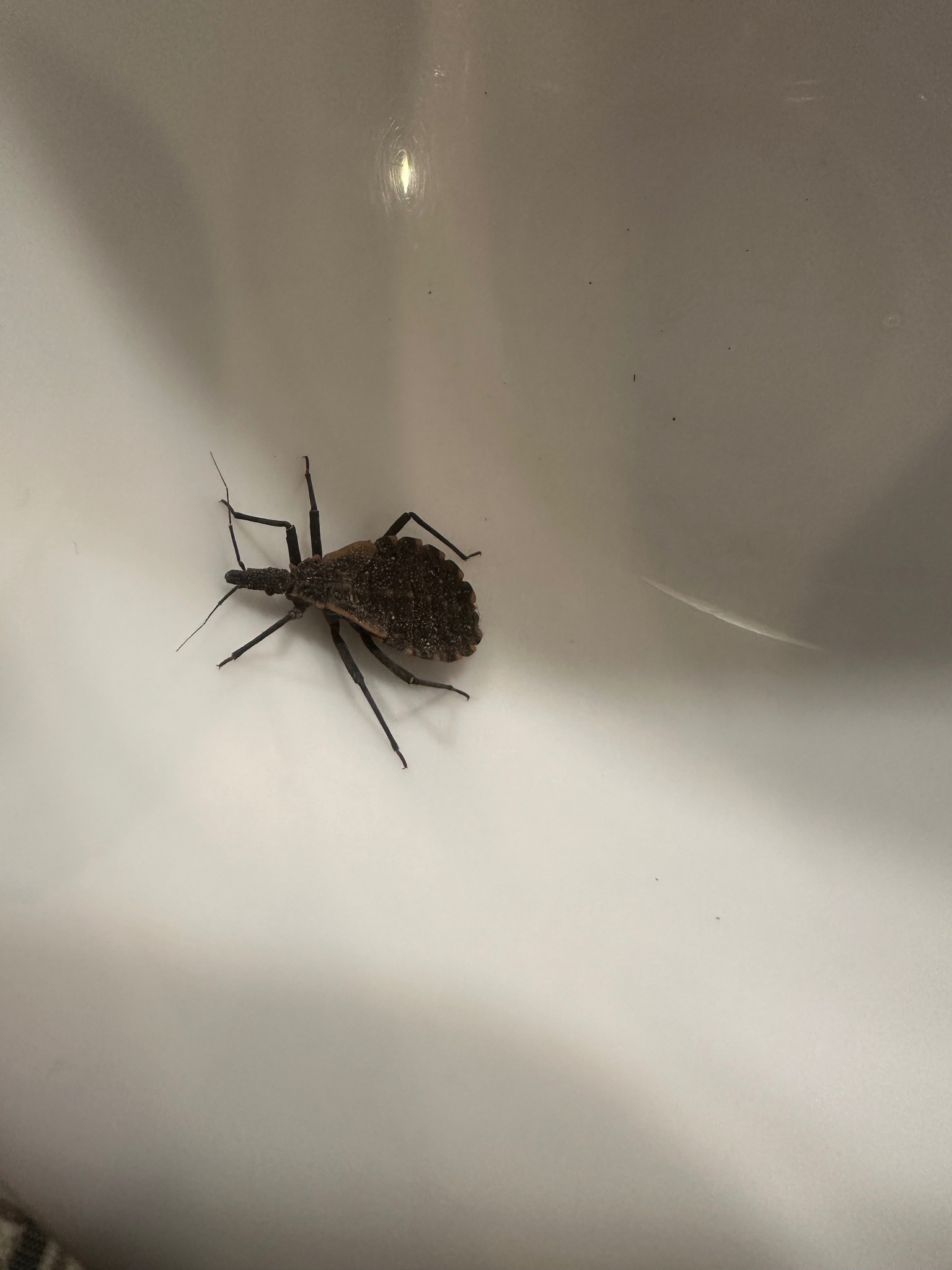 What is the identity of a small, flat insect found in a house in