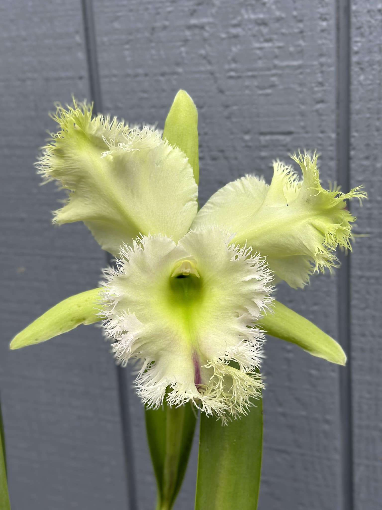 Rhyncholaeliocattleya Golf Green 'Hair Pig