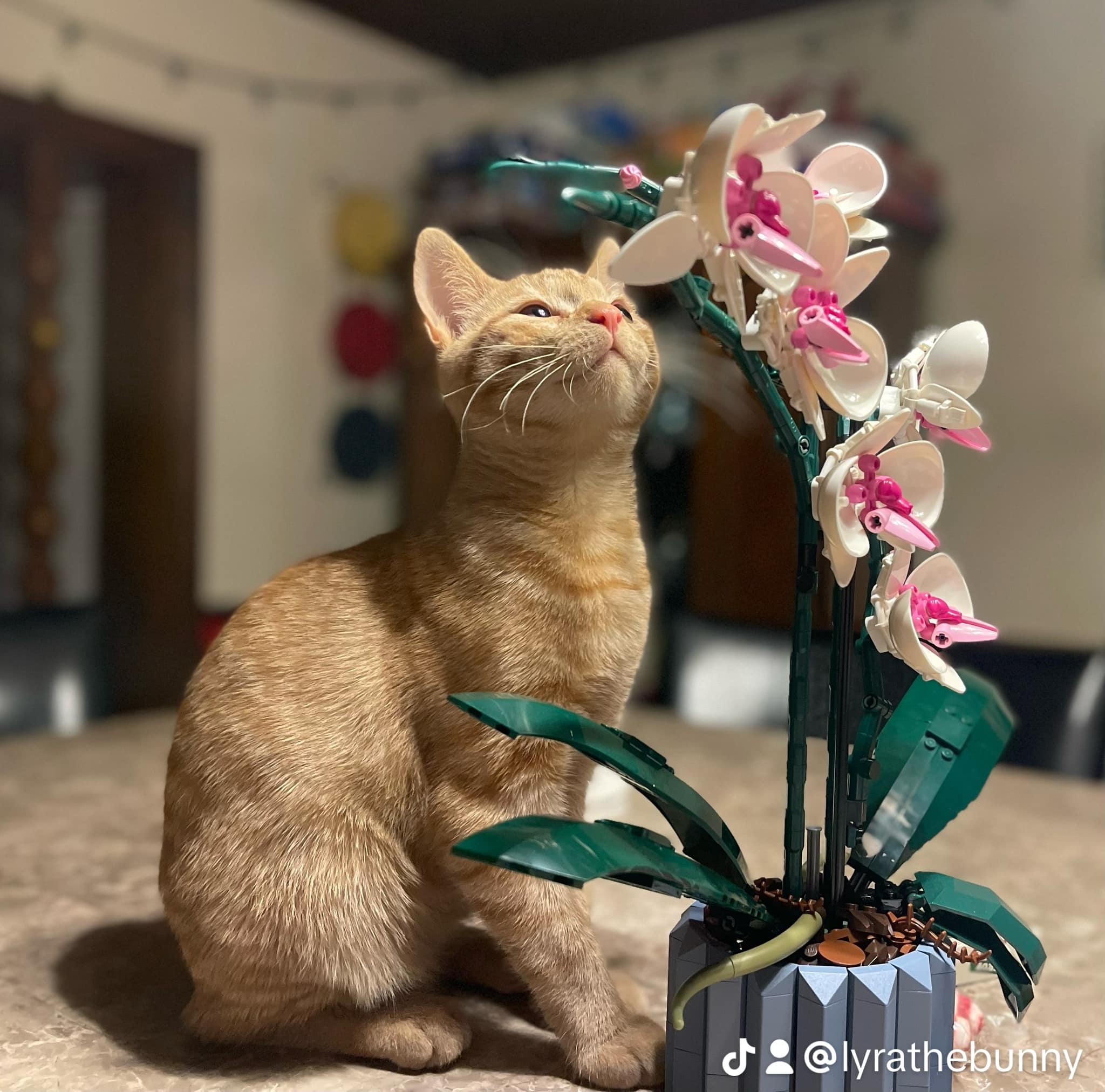 Finn collection flower PET
