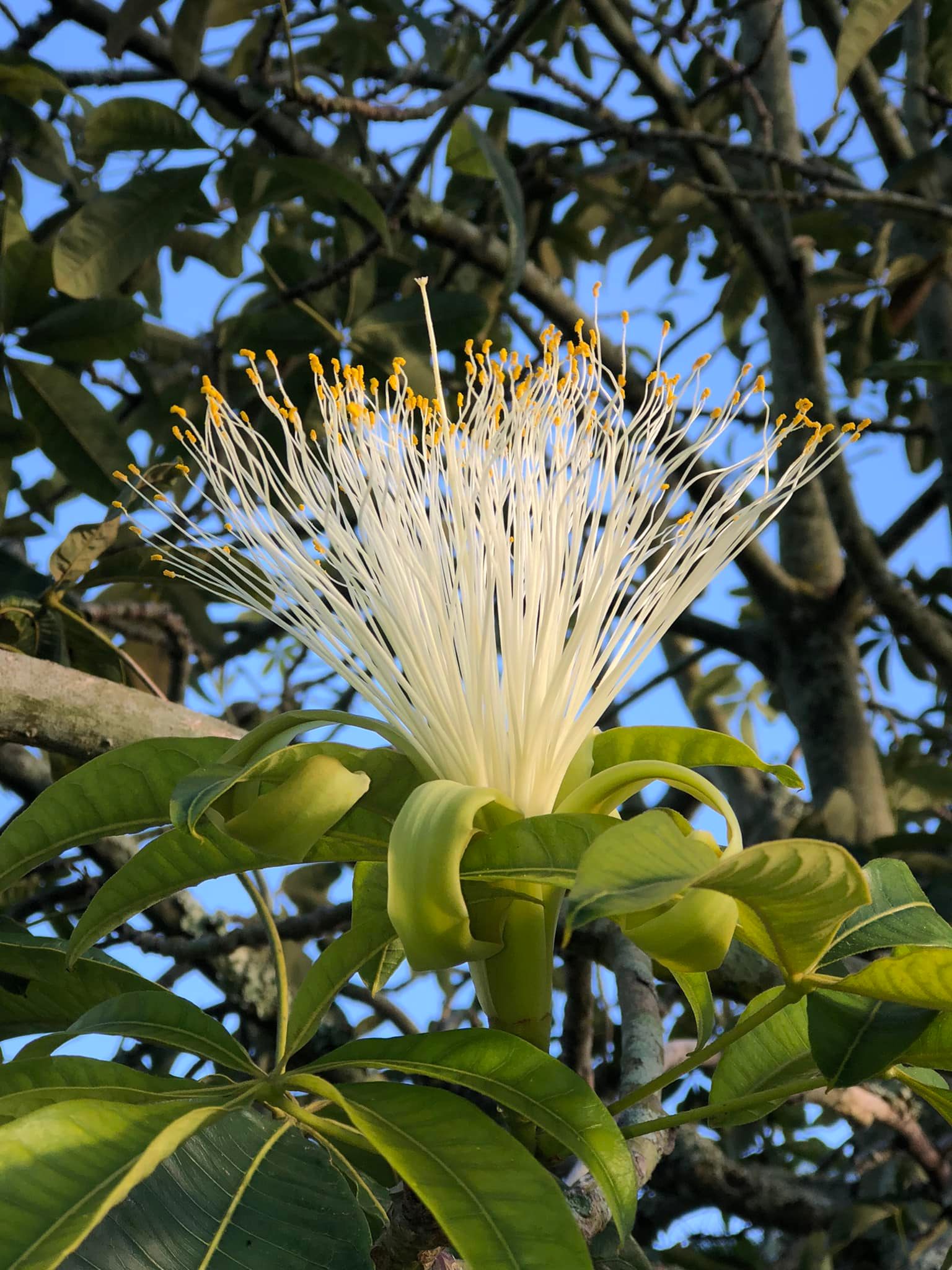 Aloha! Wondering what this is? Mahalo!