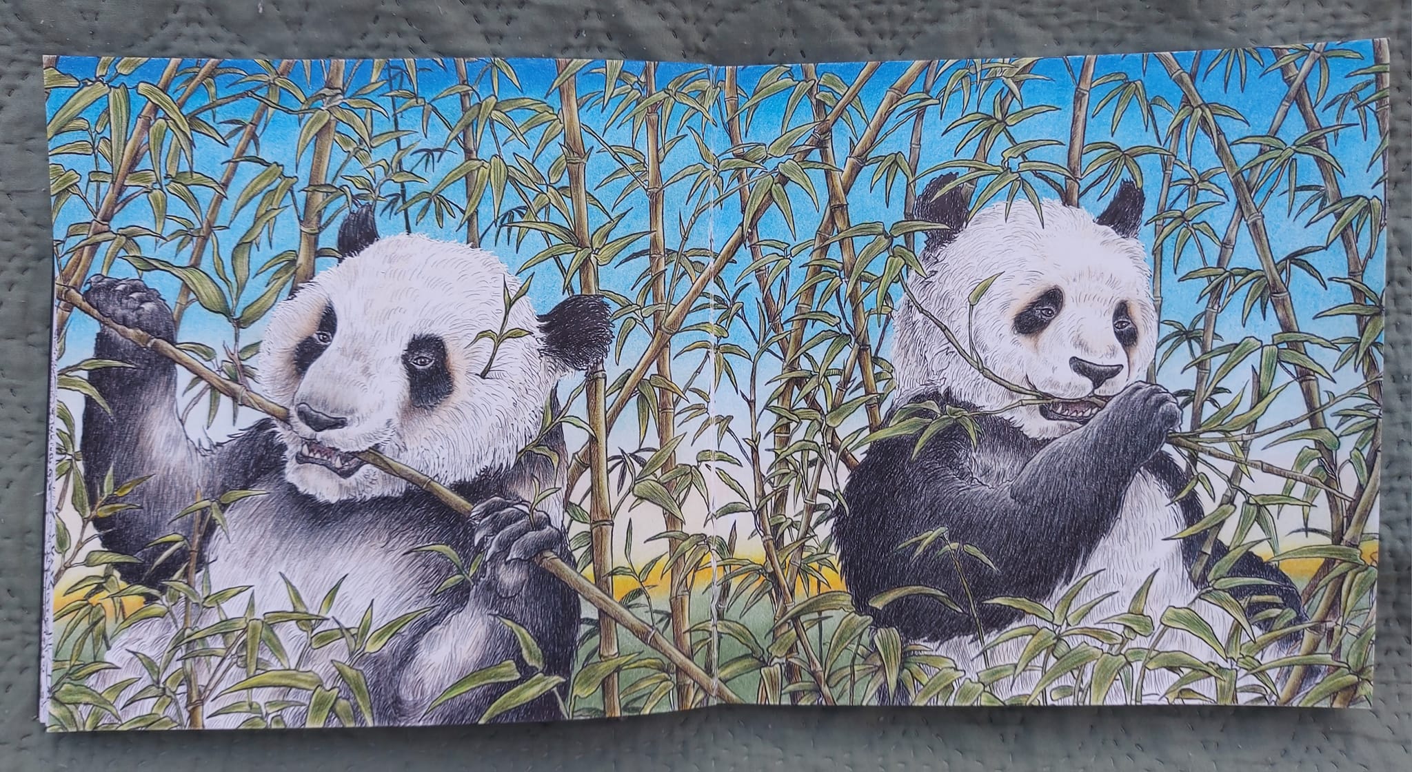 Finished coloring pandas with Prismacolor pencils from Fragile
