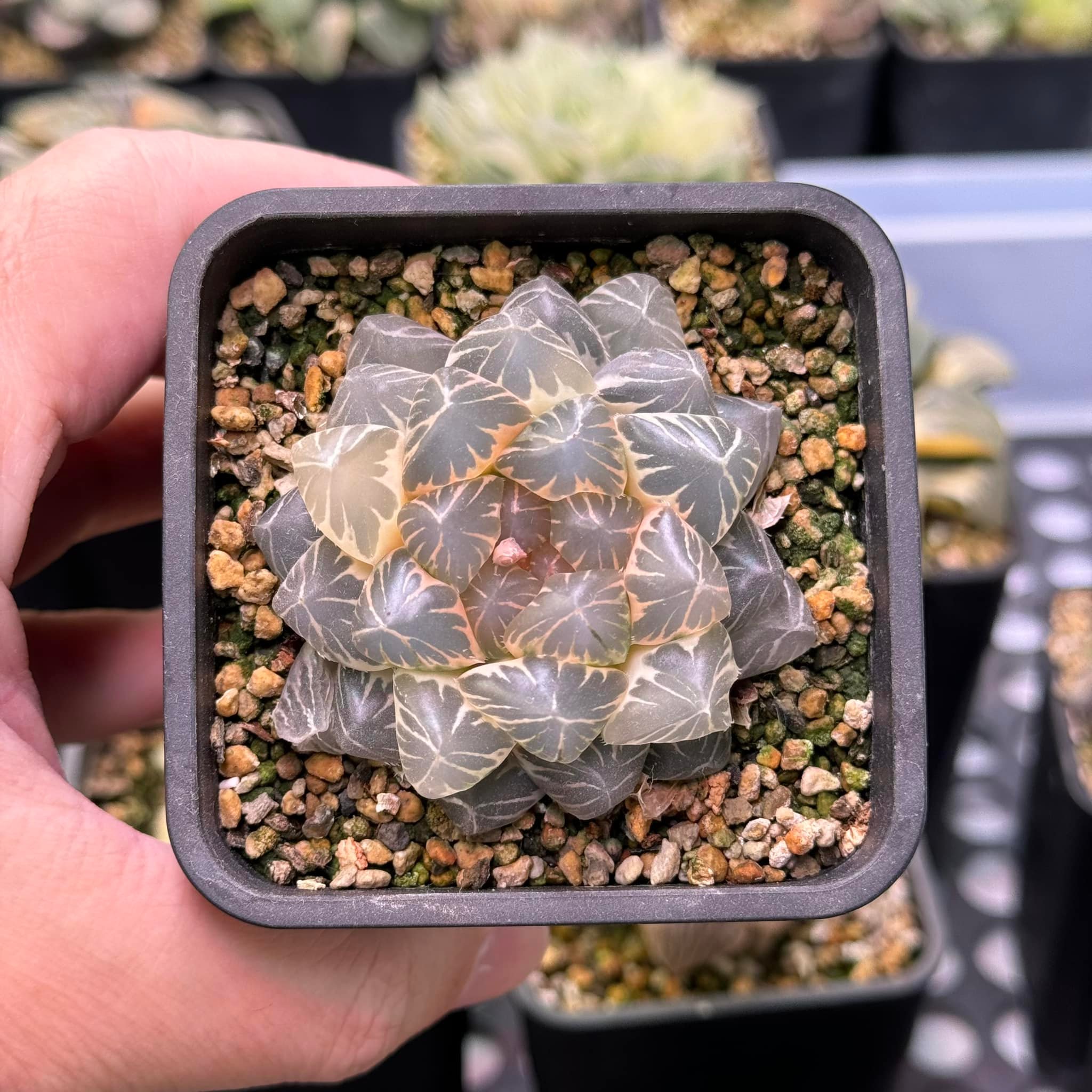 For show 🐉 Platycerium Hillii 'Dragon Claw #2'