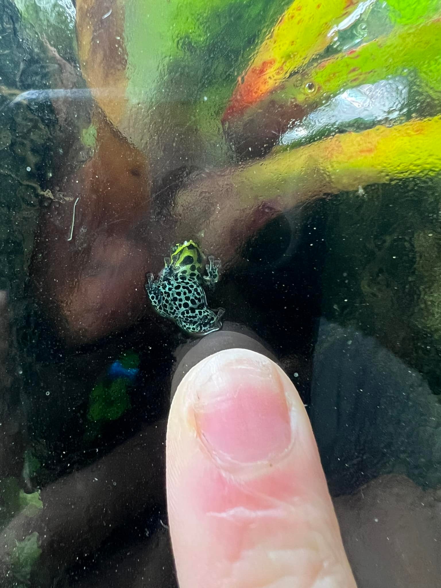 What is the ideal population for Ranitomeya imitator 'Cainarachi