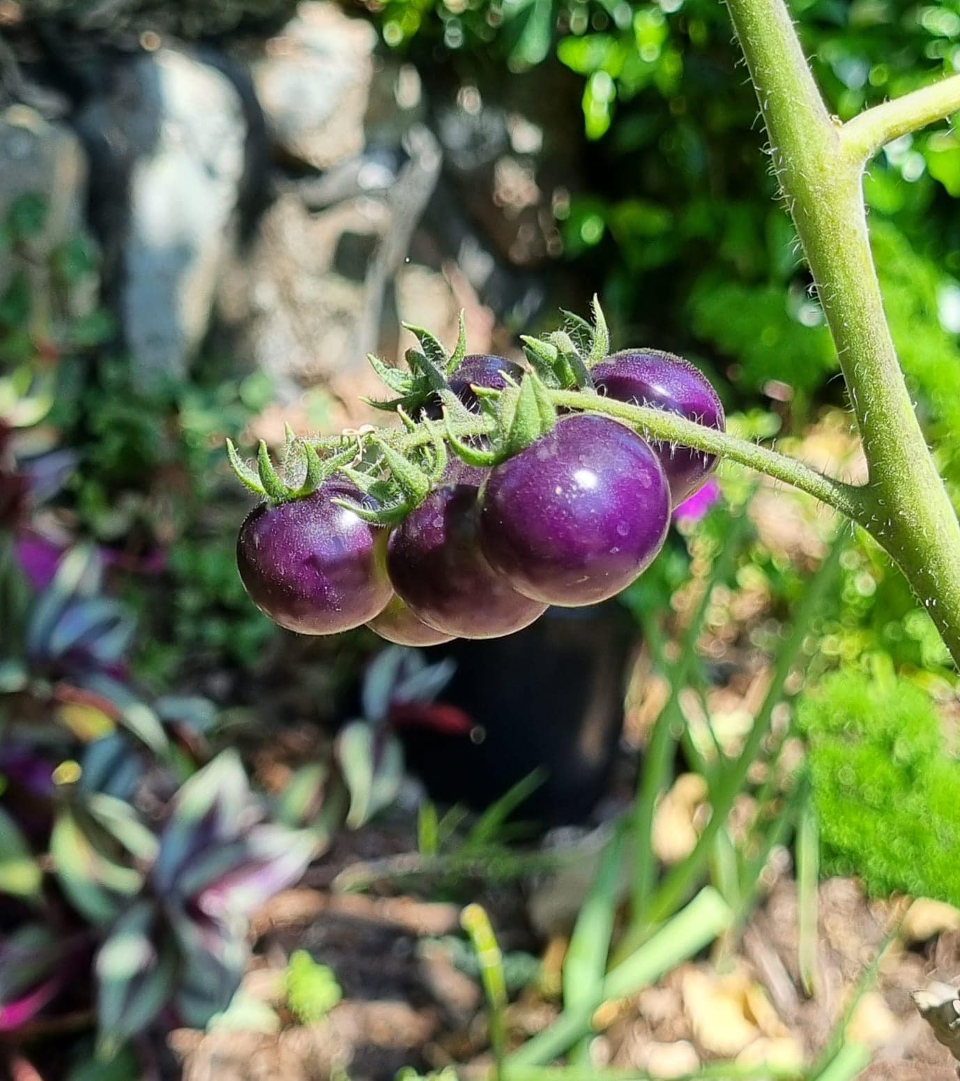 What is this bitter purple fruit on my tomato plant?