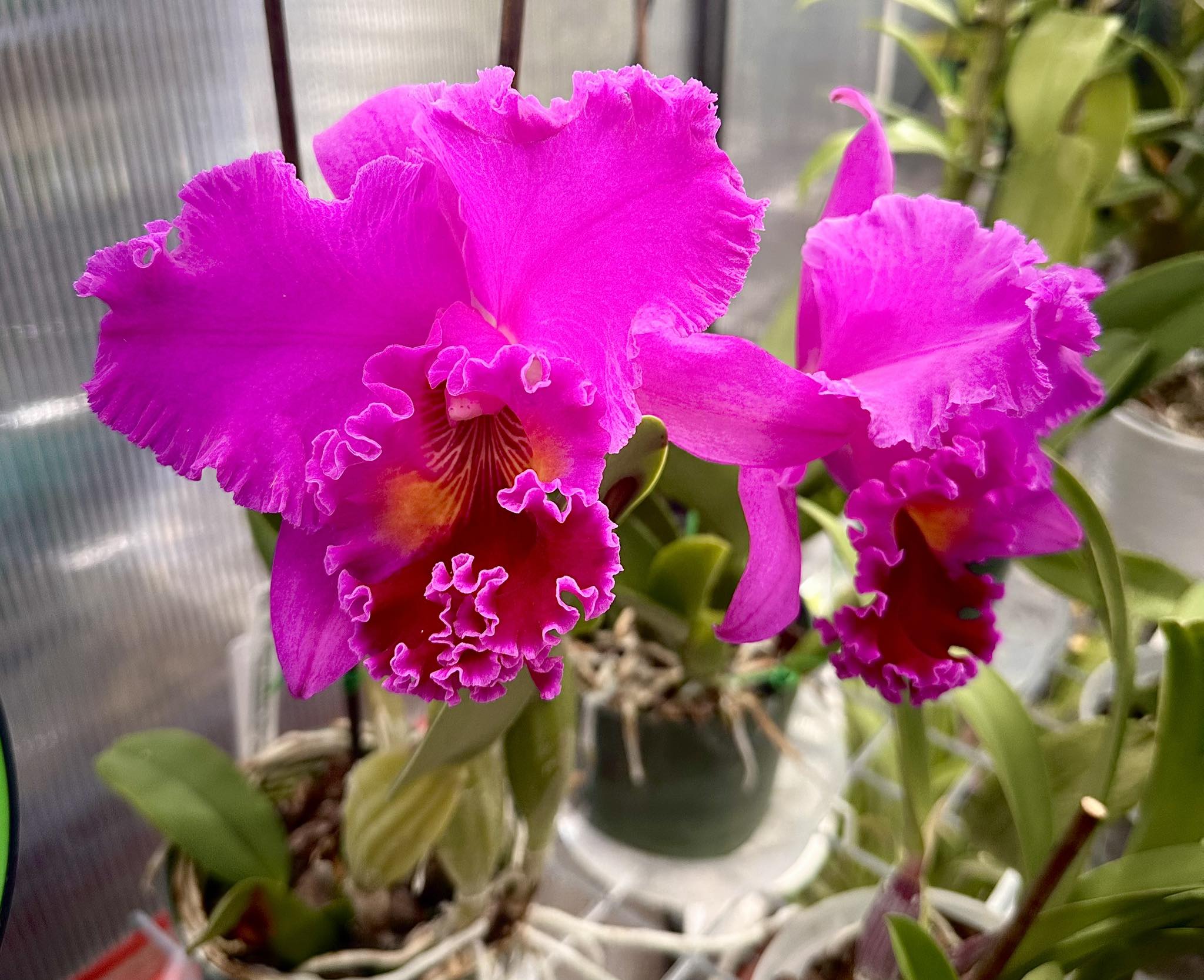 Rlc. Akiko Sato 'Volcano Queen' Day three and the color is