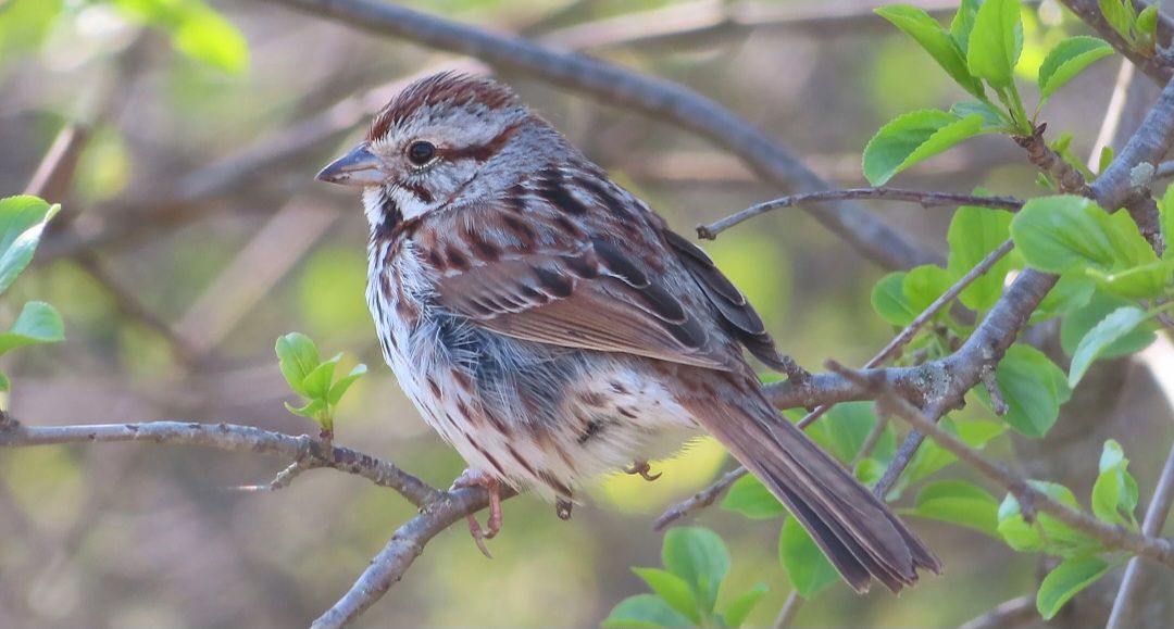 Song Sparrow. Today in Michigan. U.S.