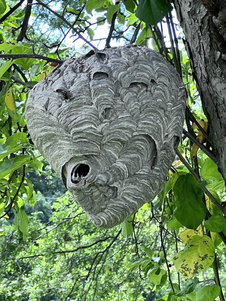 Wasp Nest Saw it on my walk today. It is very low to the ground.