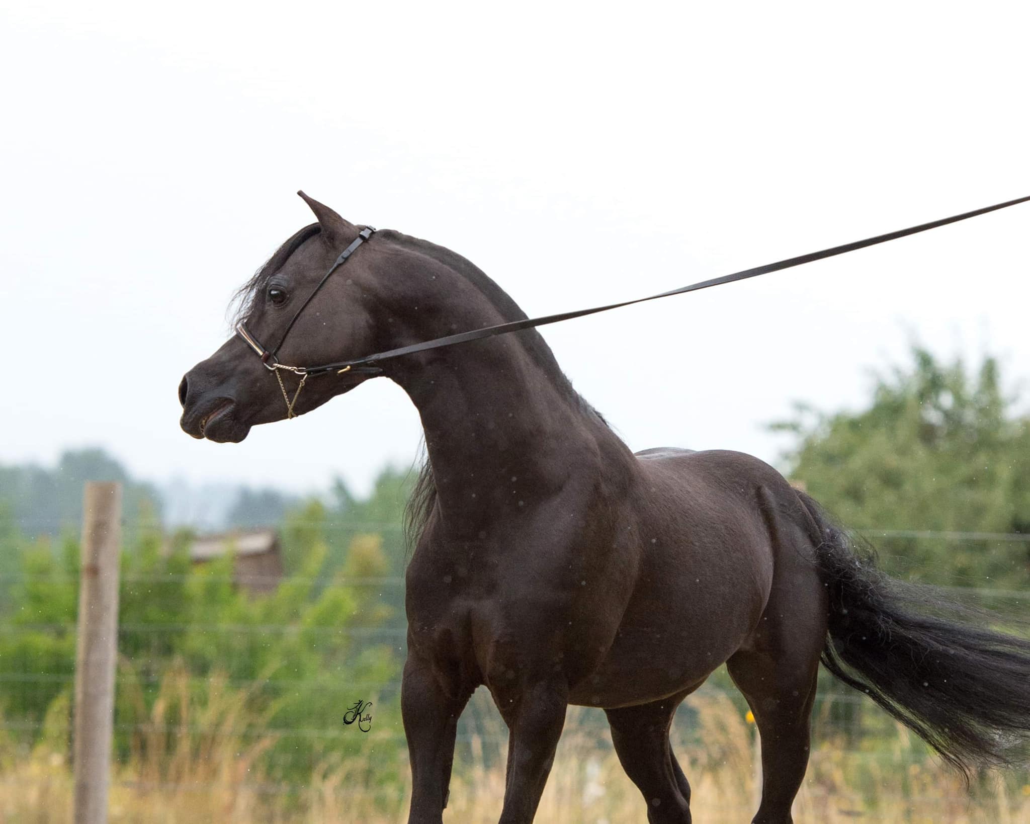 Thank you to those who supported the 2019 Issue 3 Stallion and