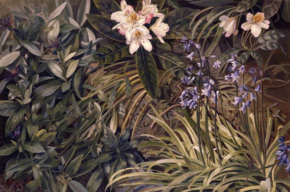 Rock roses. Old Lodge. Taplow. By Stanley Spencer, **(1957)