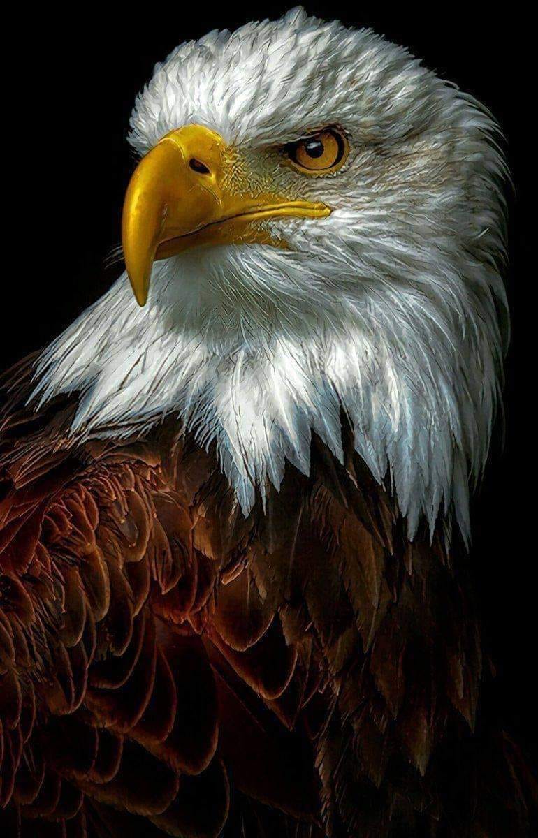 Even though this amazing eagle is not able to be released into the