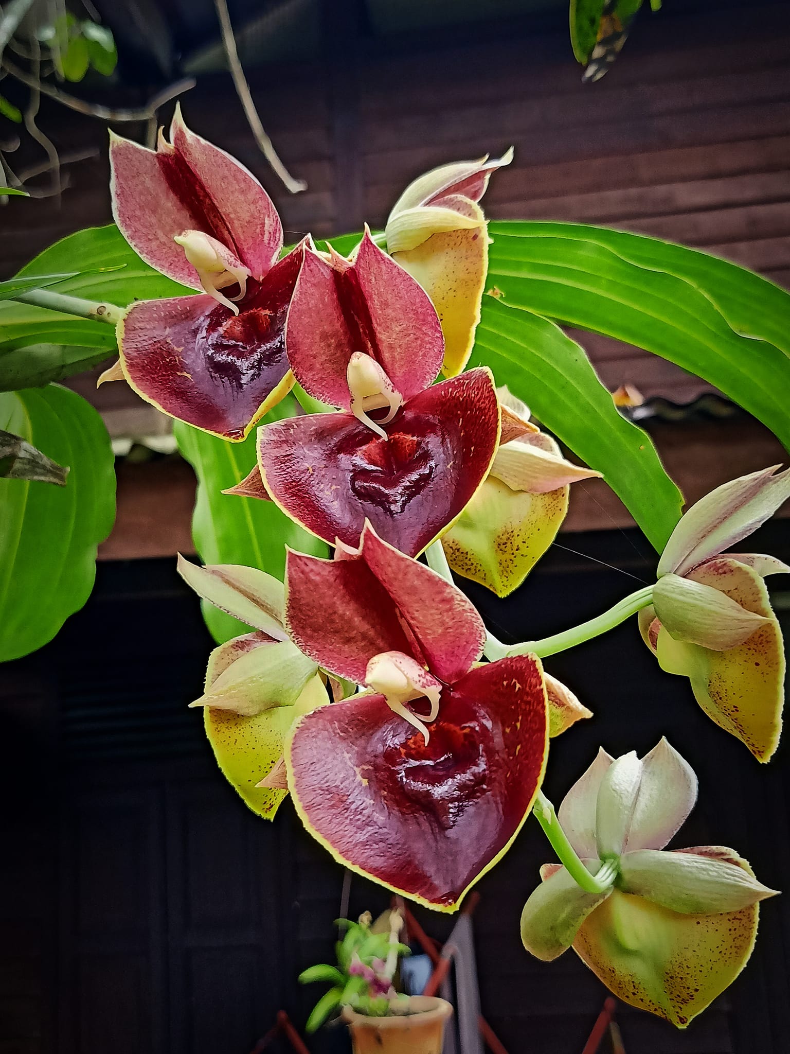 Catasetum Orchidglade Jack of Diamond