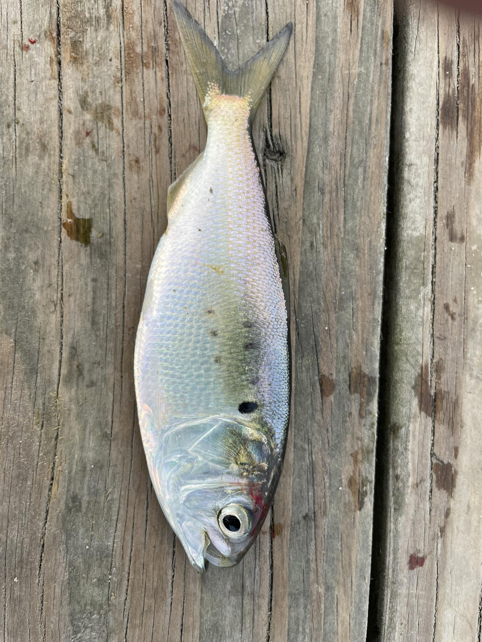 1641 fish hook trail pittsville va Owner Single Replacement Freshwater Lure #4101 HOOK FISH AT PROOF LAB,